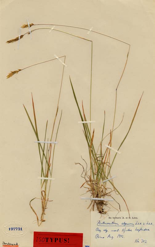 Anthoxanthum odoratum subsp. nipponicum image
