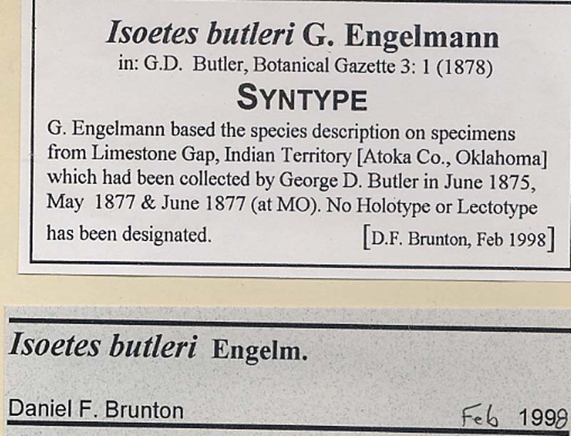 Isoëtes butleri image