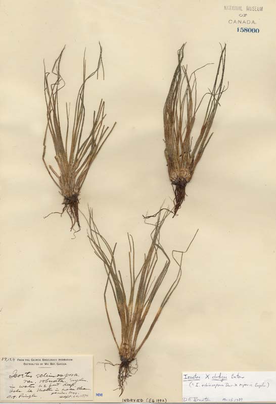 Isoetes ×robusta image