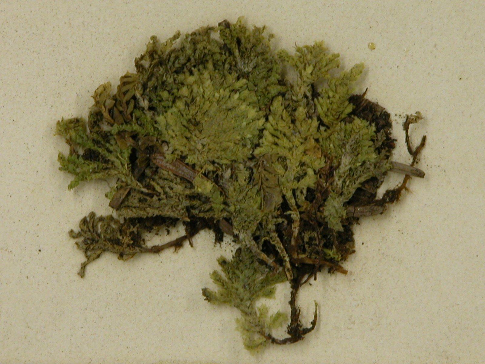 Hypopterygium flavolimbatum image
