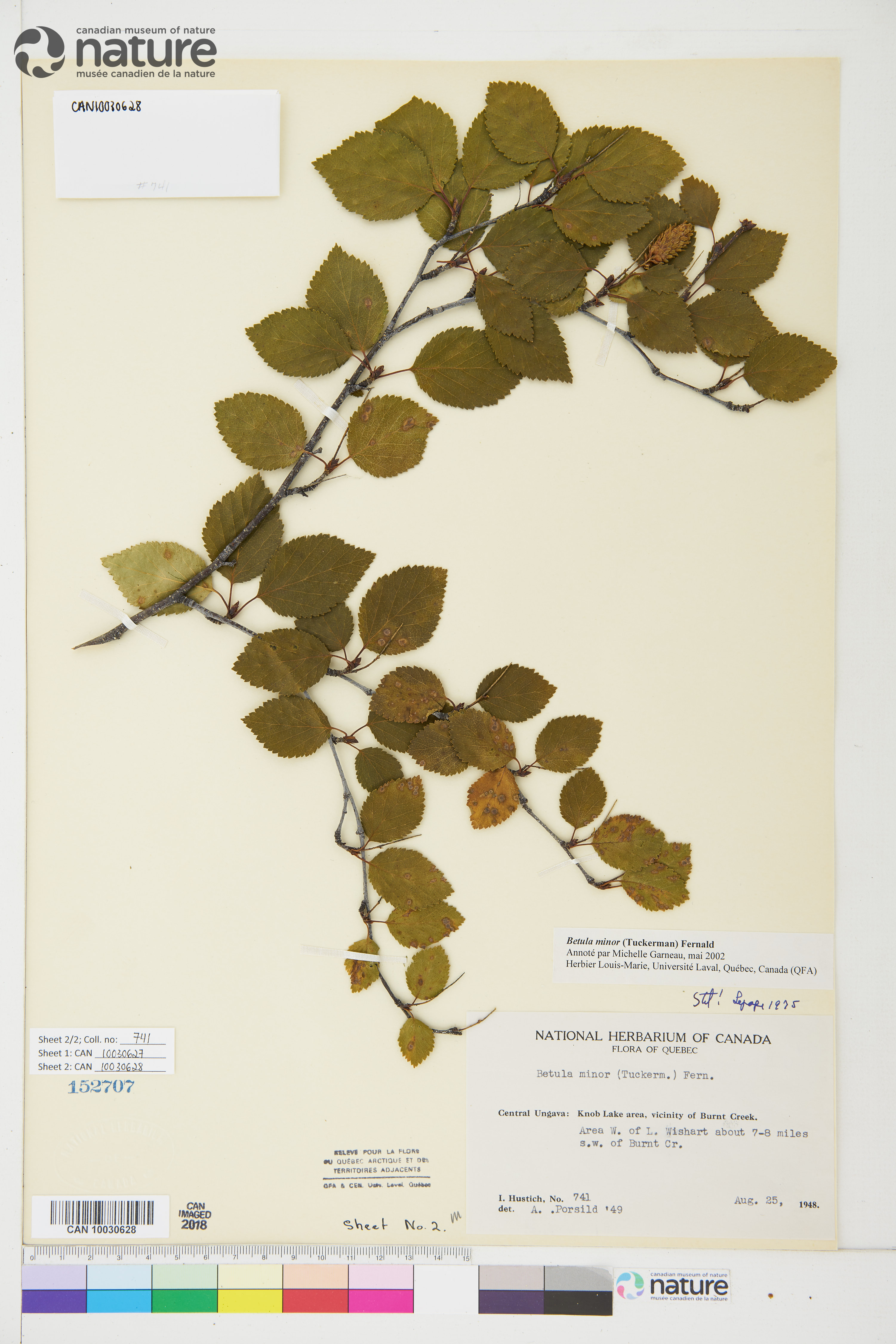 Betula minor image