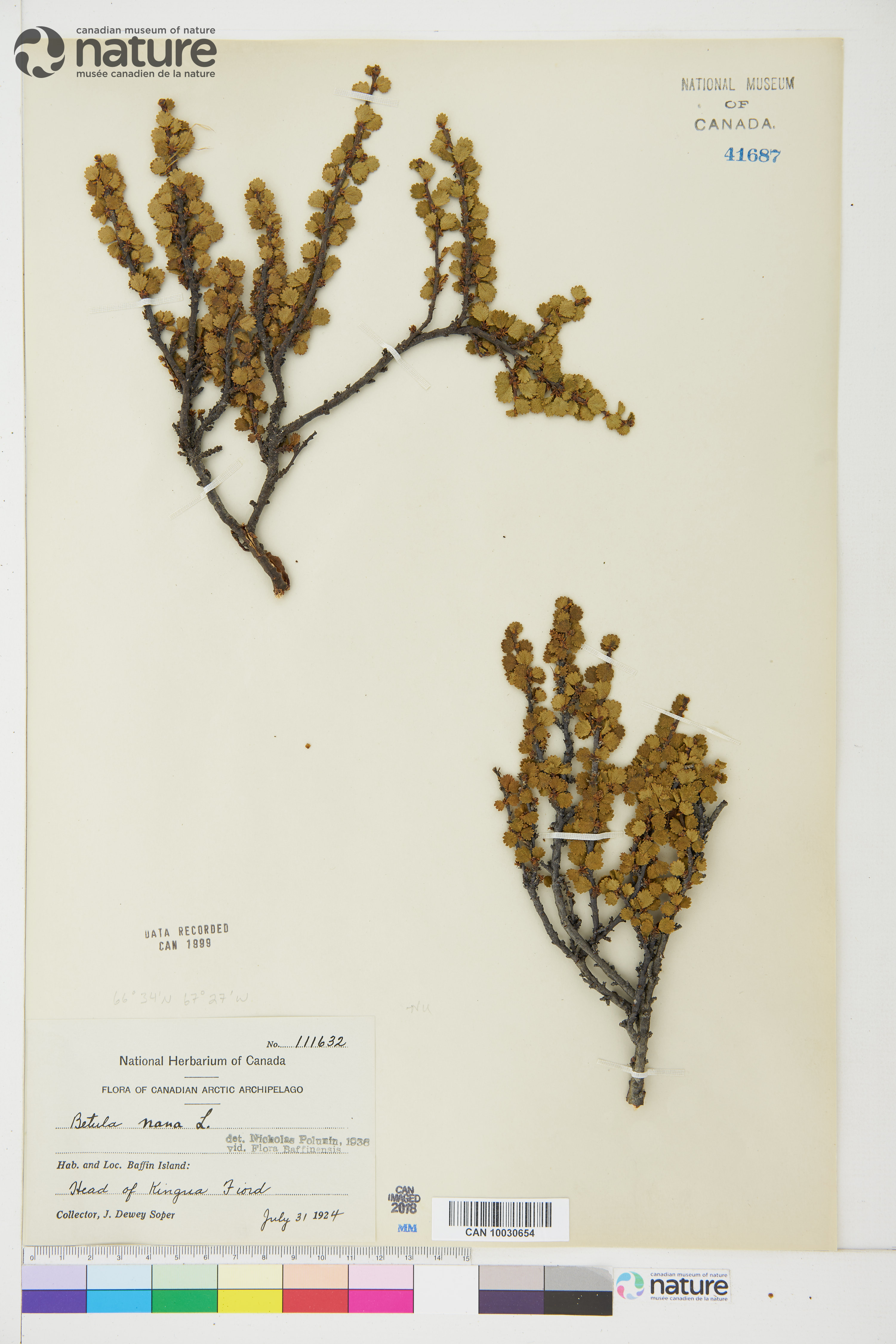Betula nana image