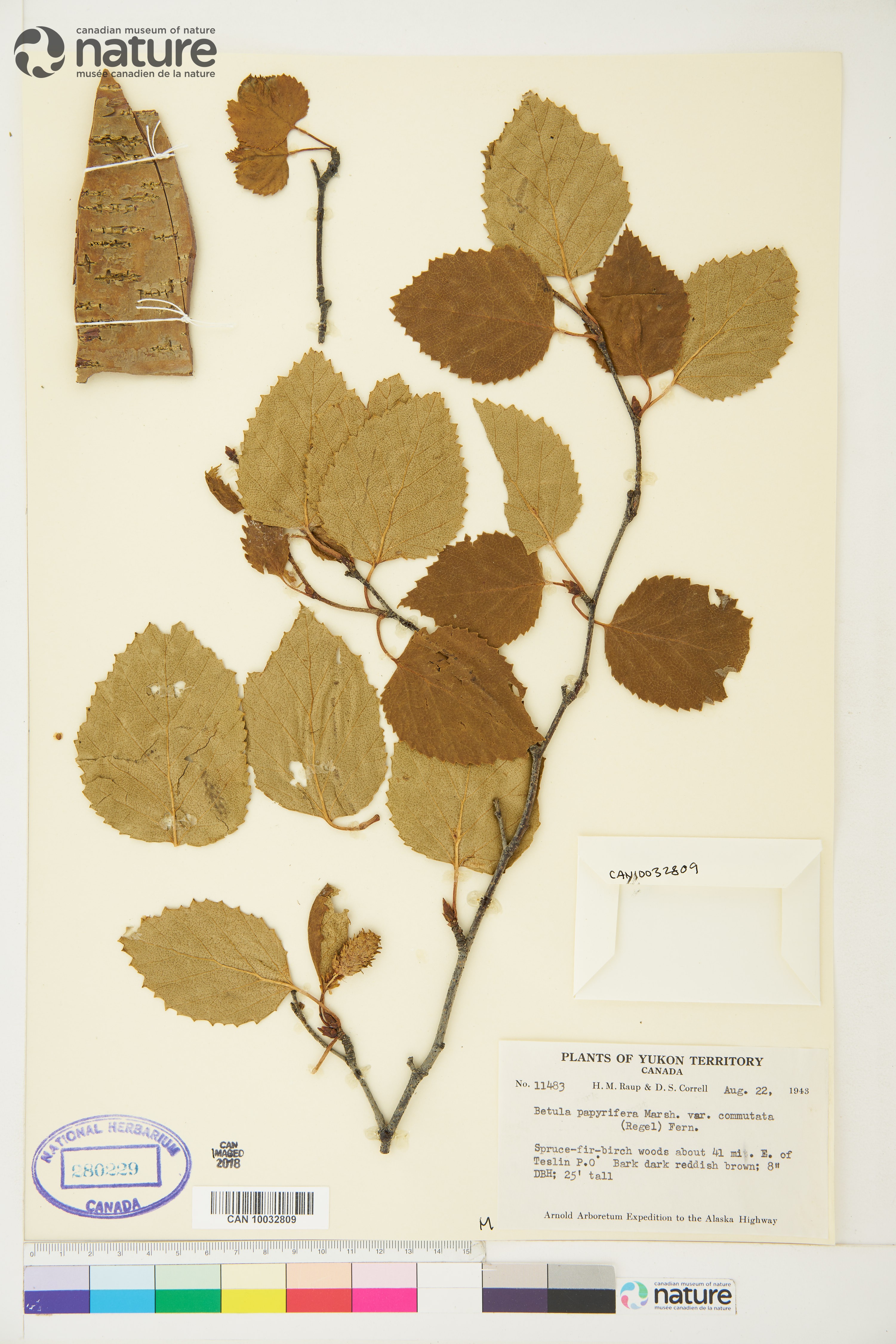 Betula papyrifera var. commutata image