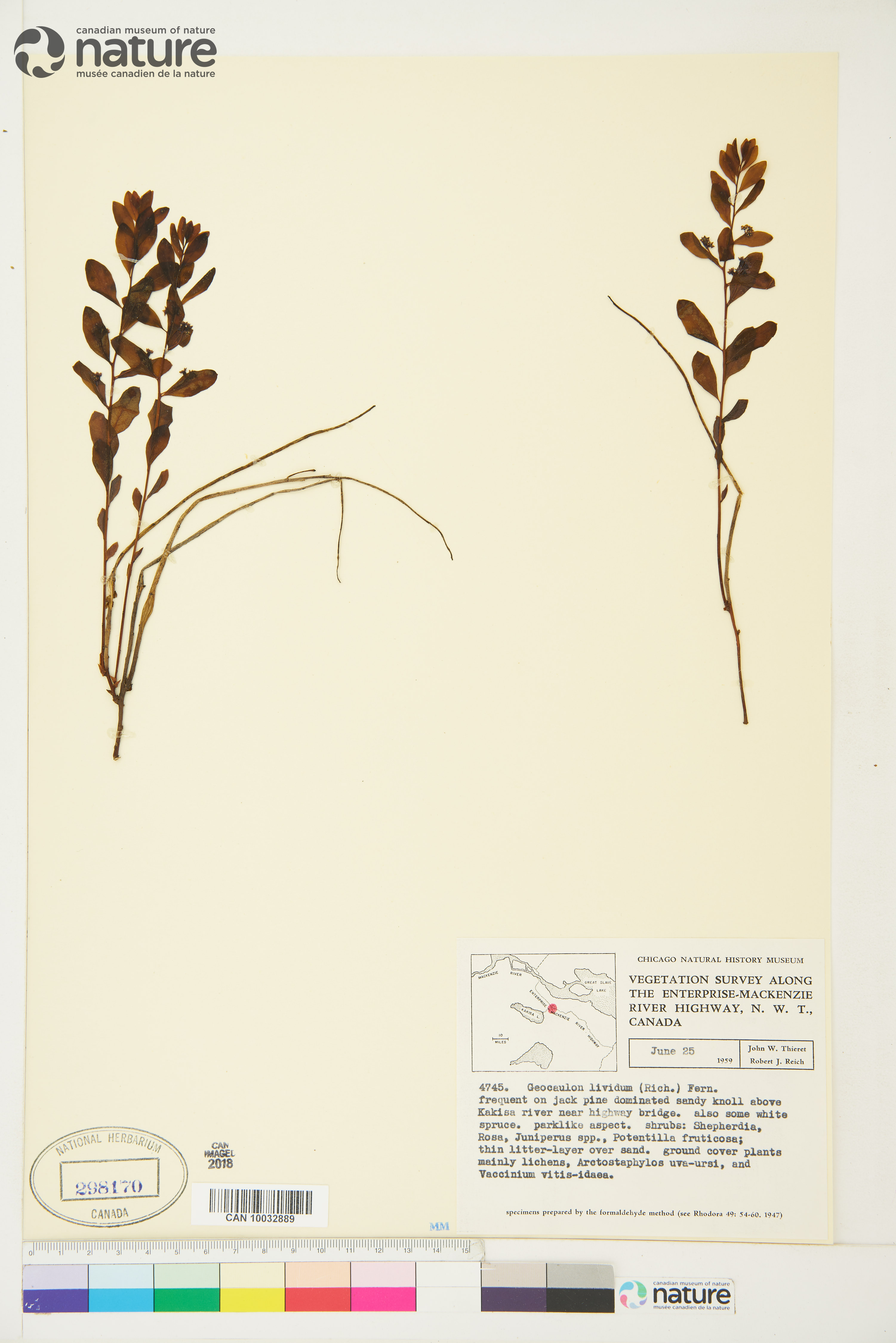 Geocaulon lividum image