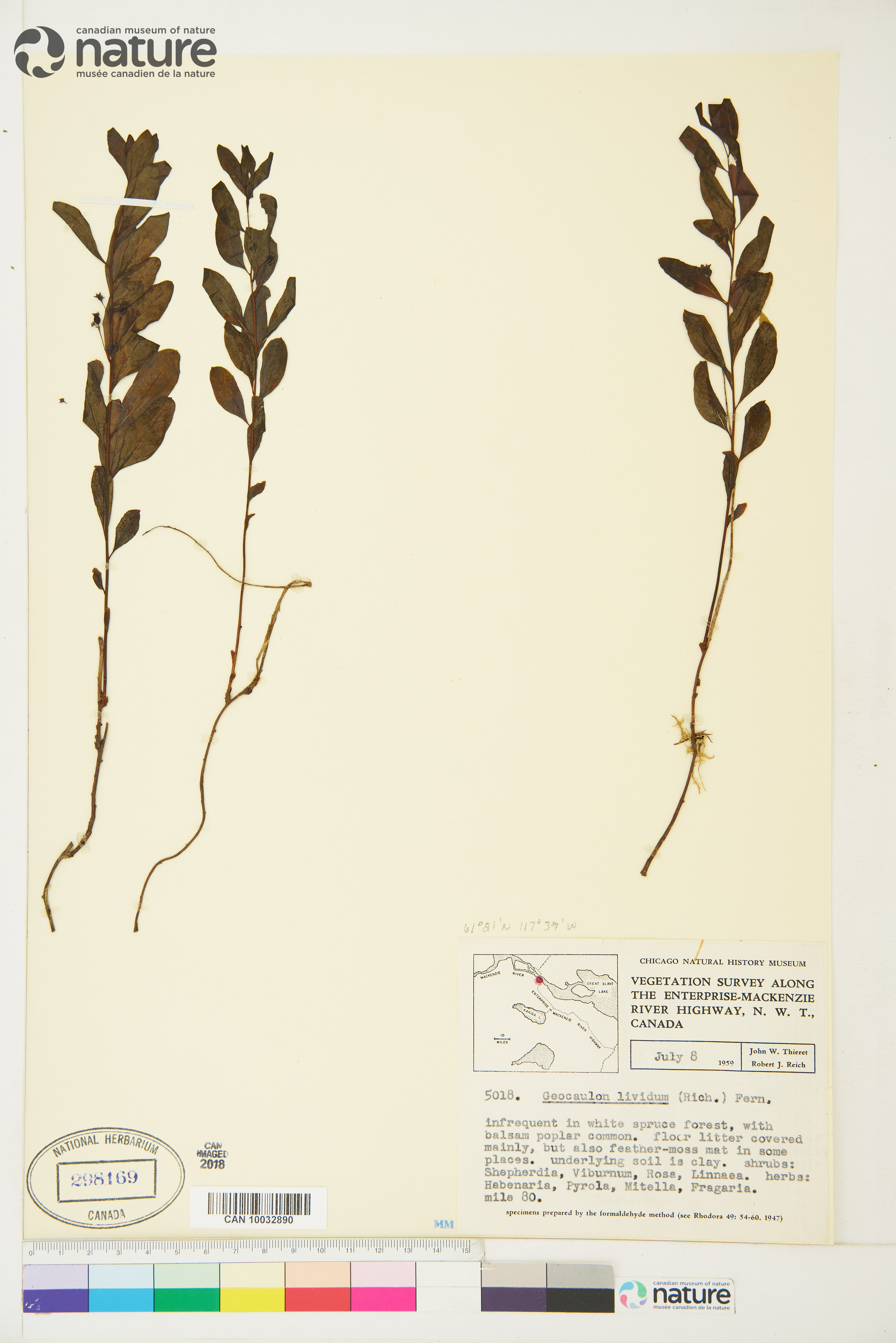 Geocaulon lividum image