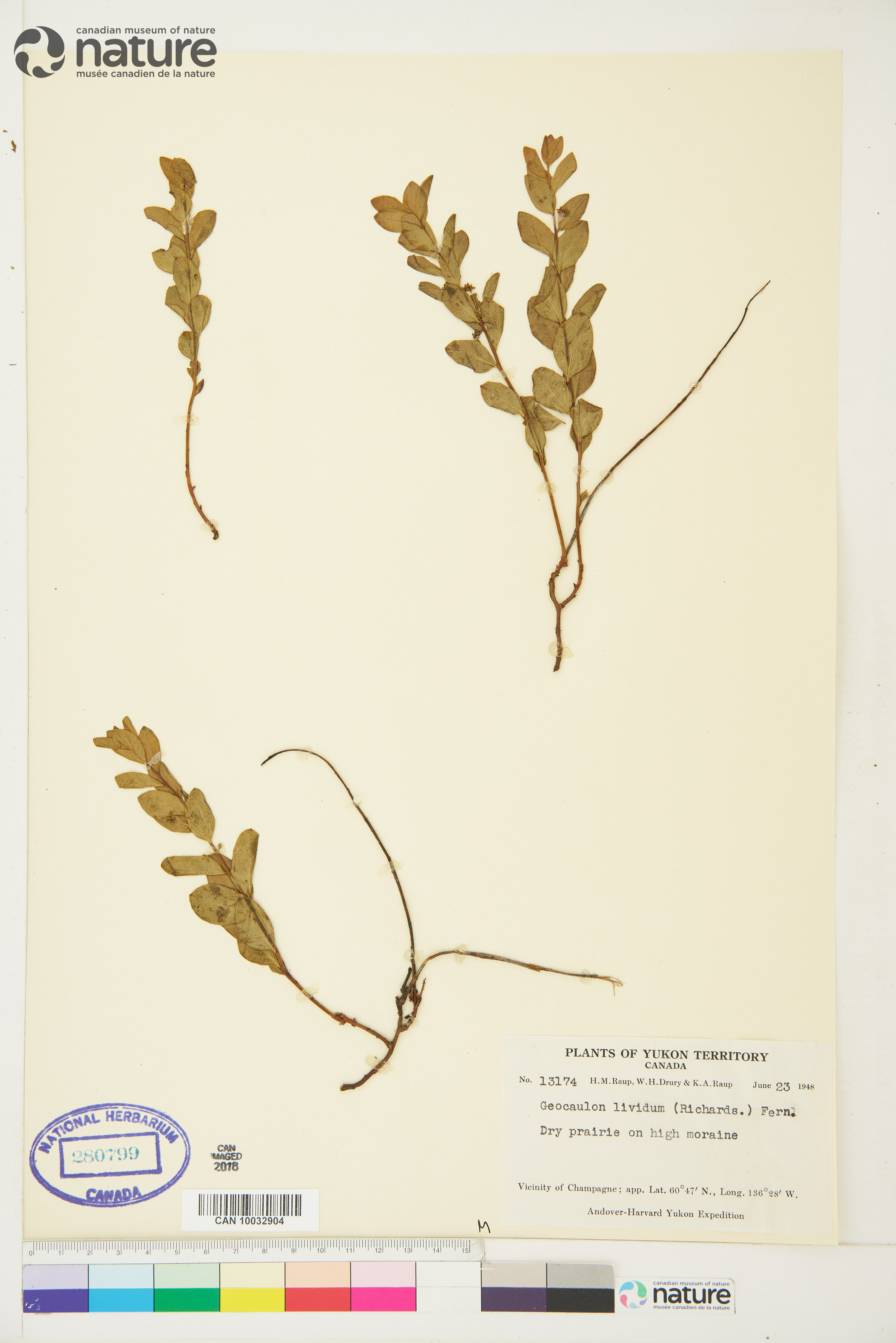 Geocaulon lividum image