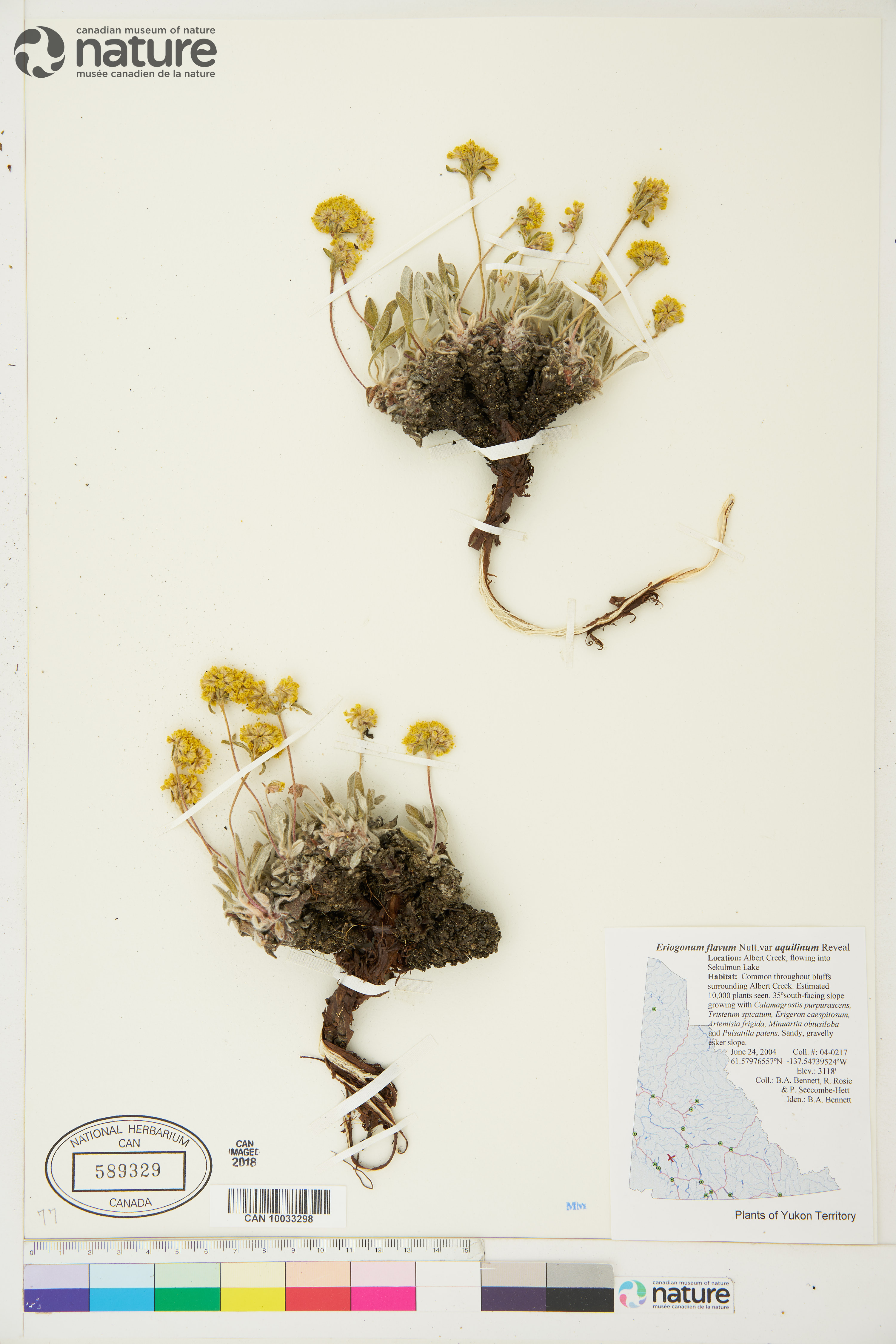 Eriogonum flavum var. aquilinum image