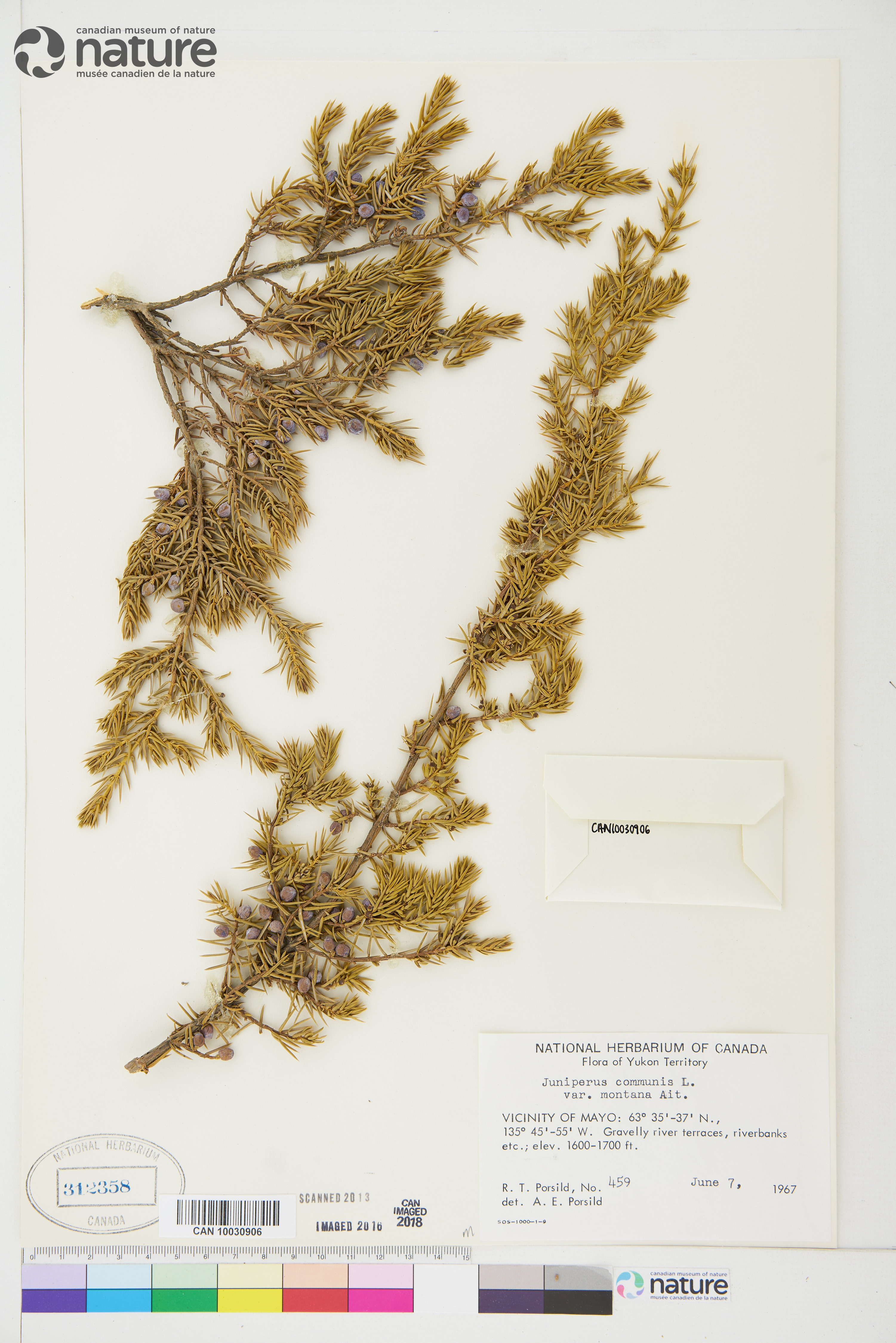 Juniperus communis var. saxatilis image