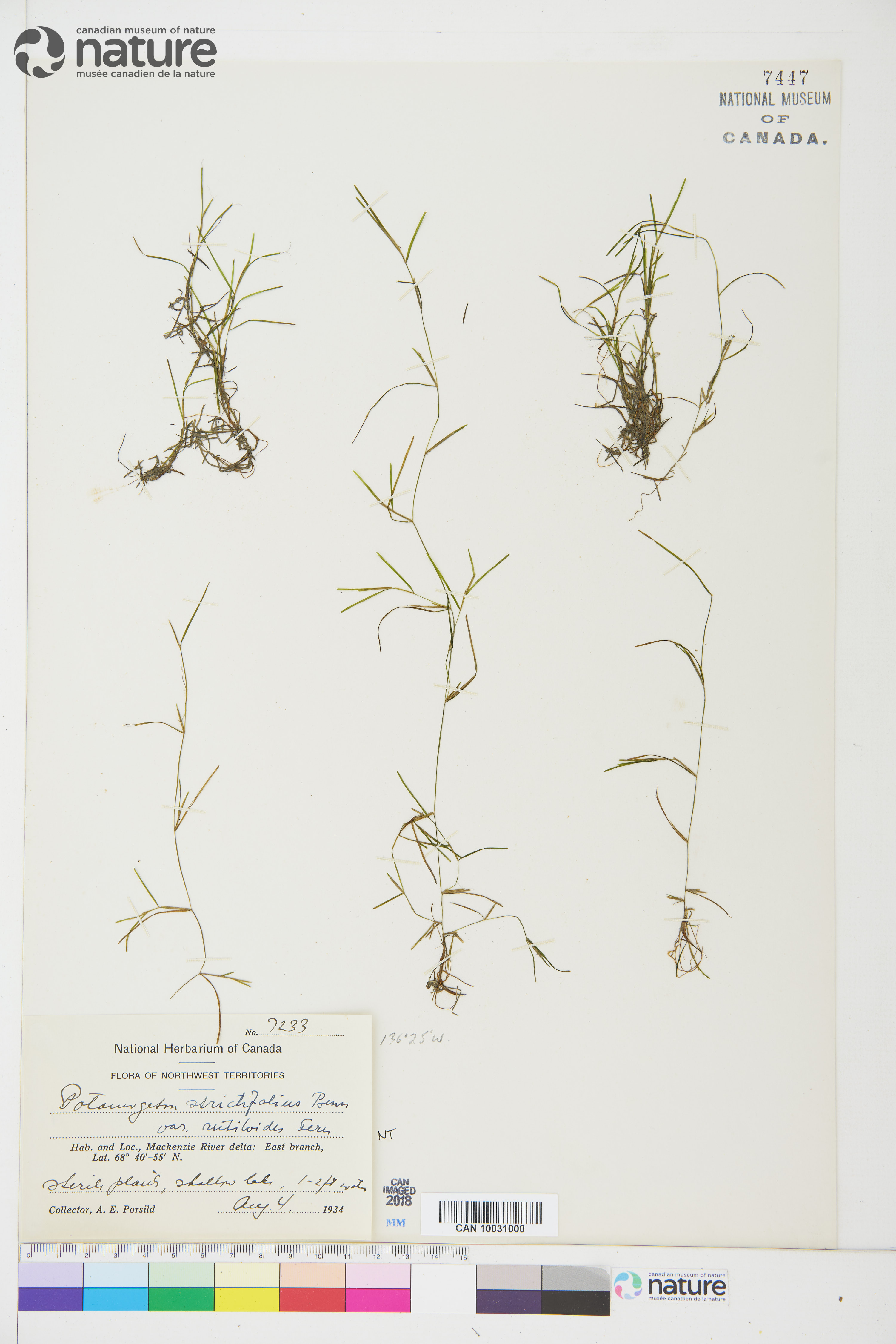 Potamogeton strictifolius image