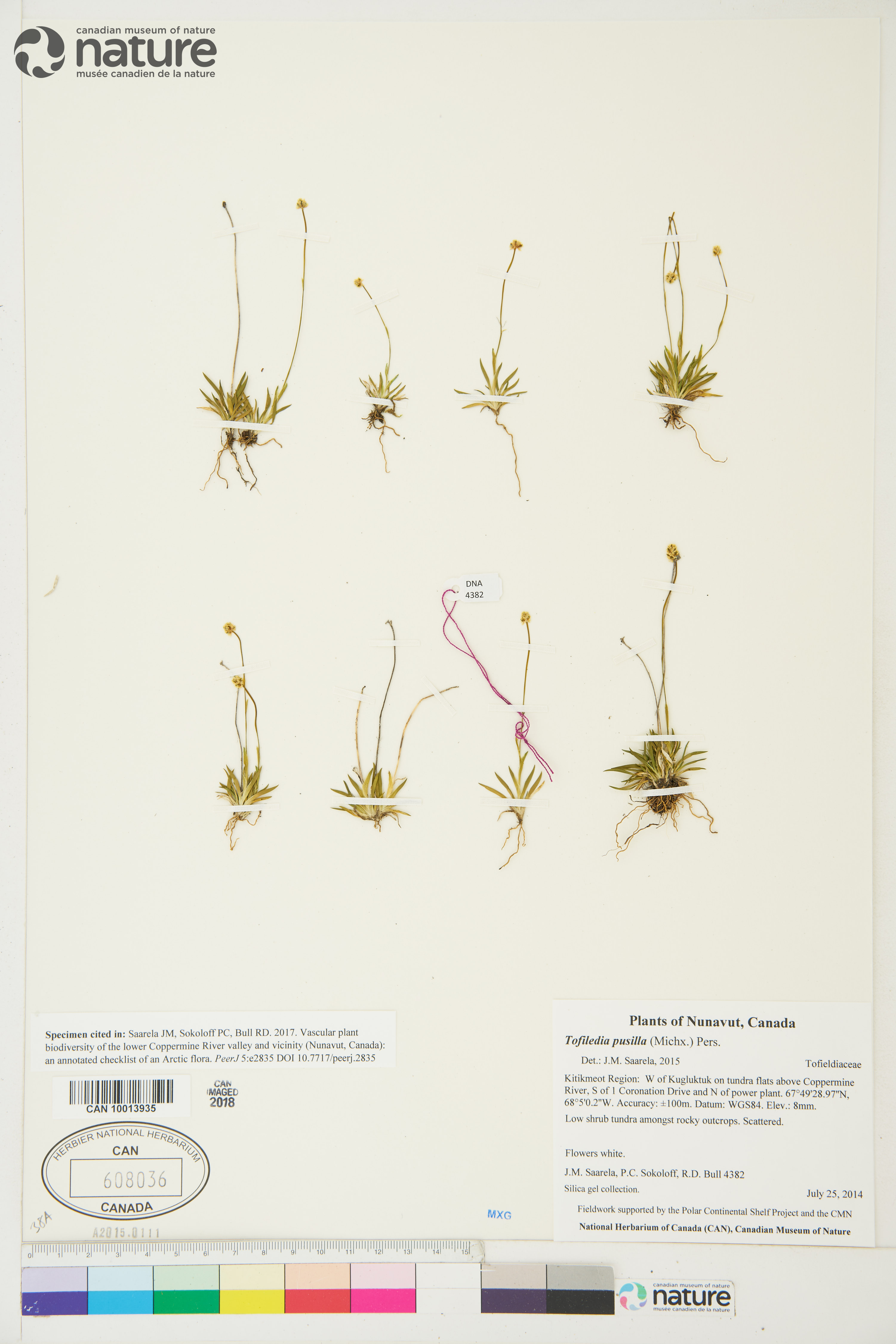 Tofieldia pusilla image