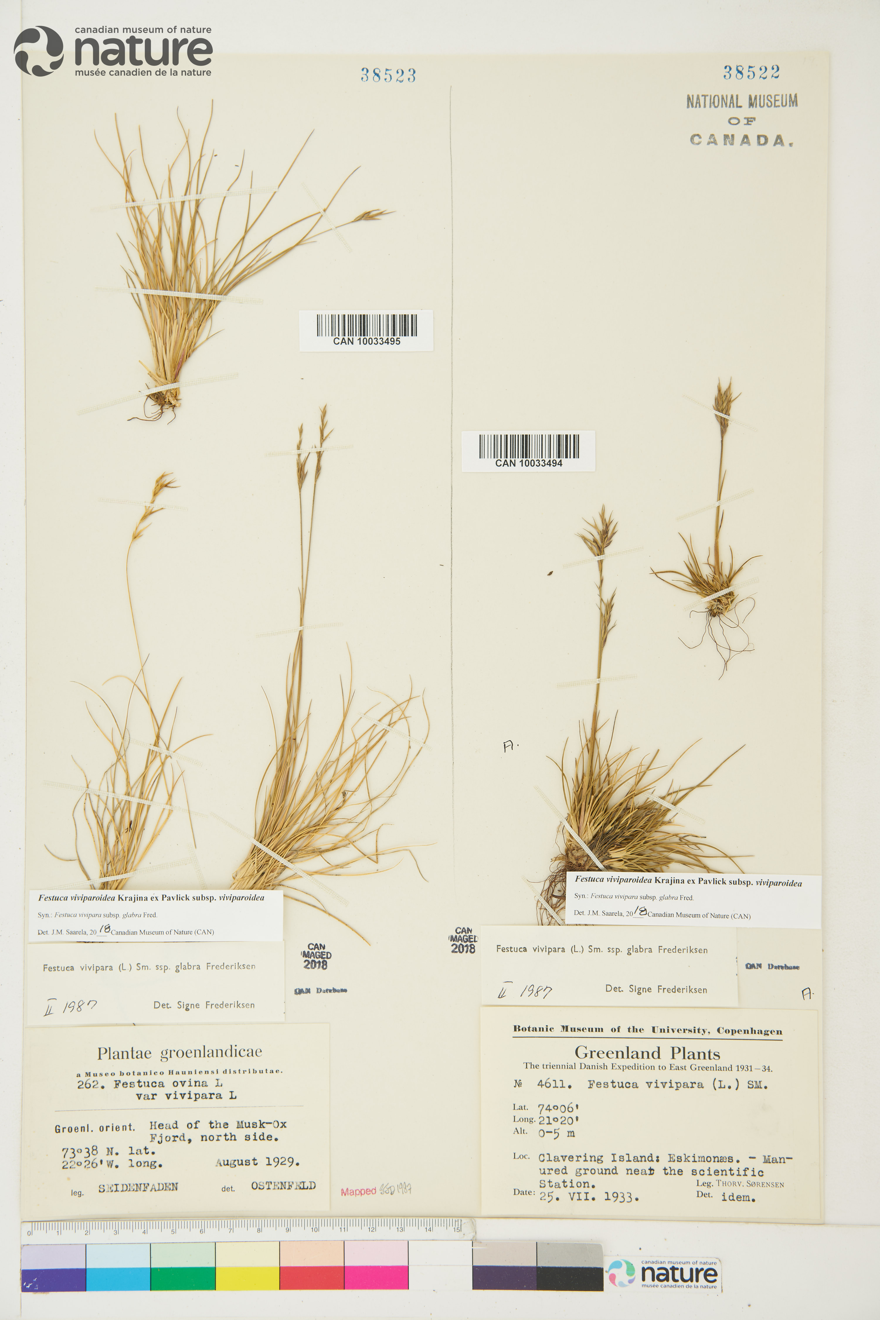 Festuca viviparoidea image