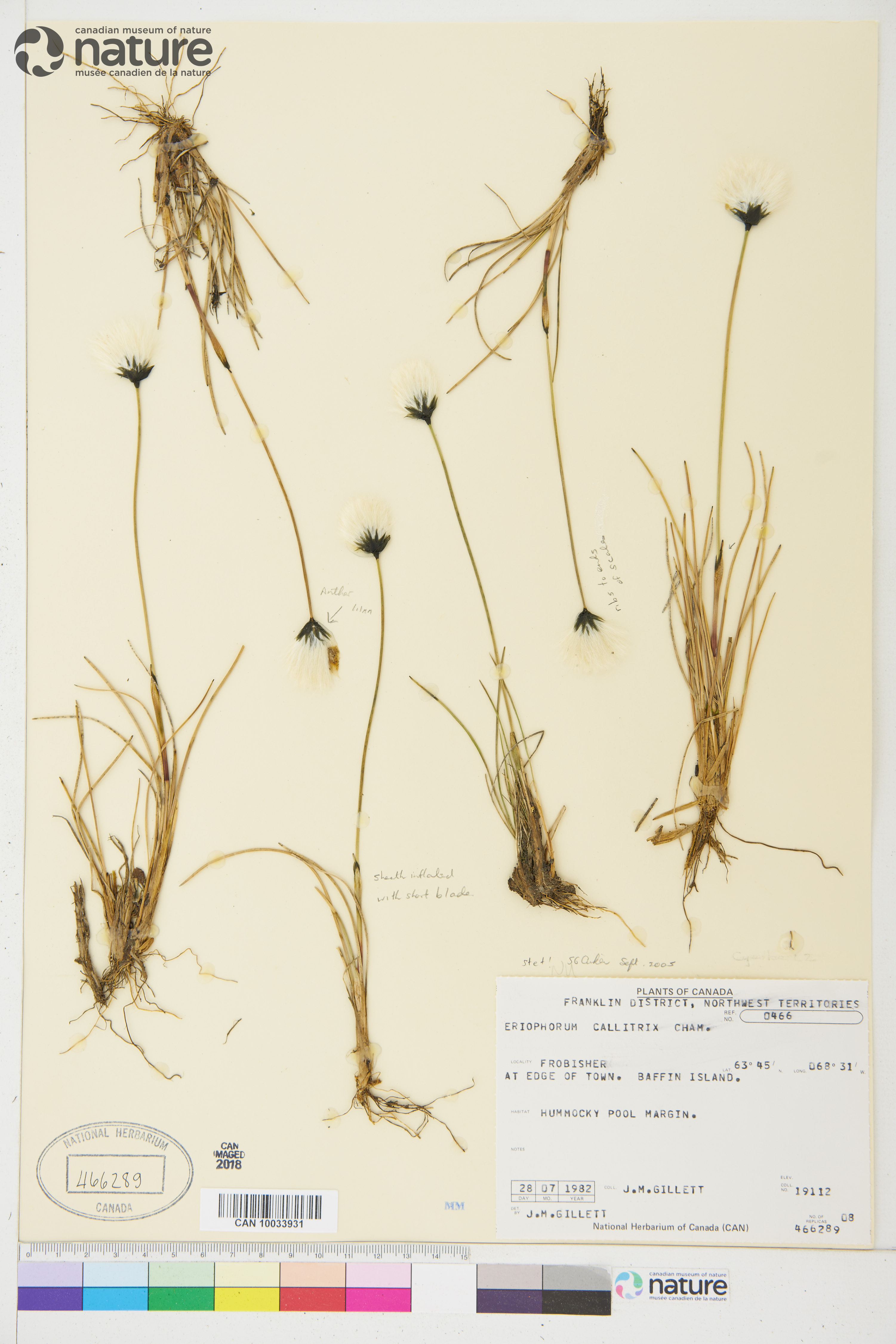 Eriophorum callitrix image