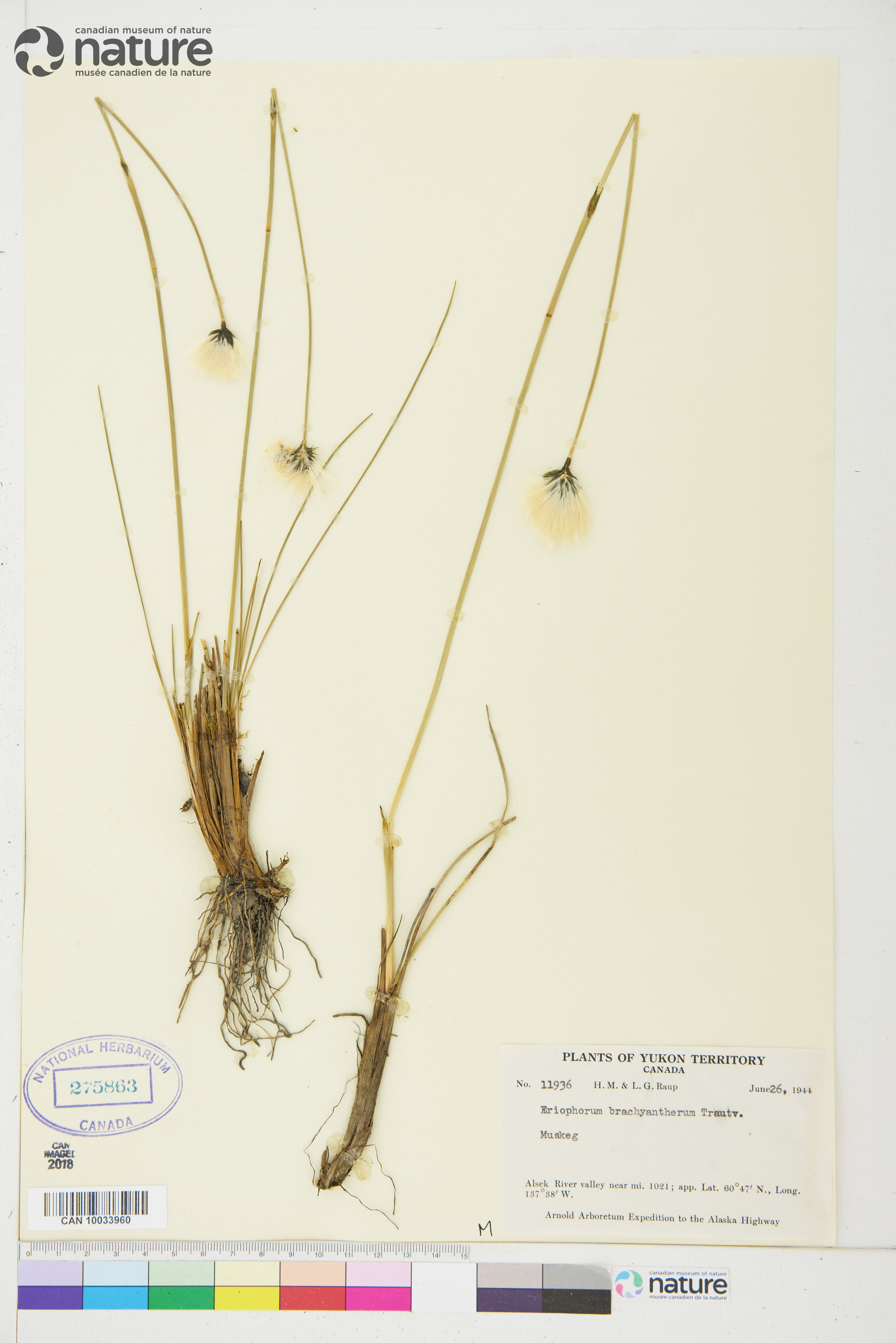 Eriophorum brachyantherum image