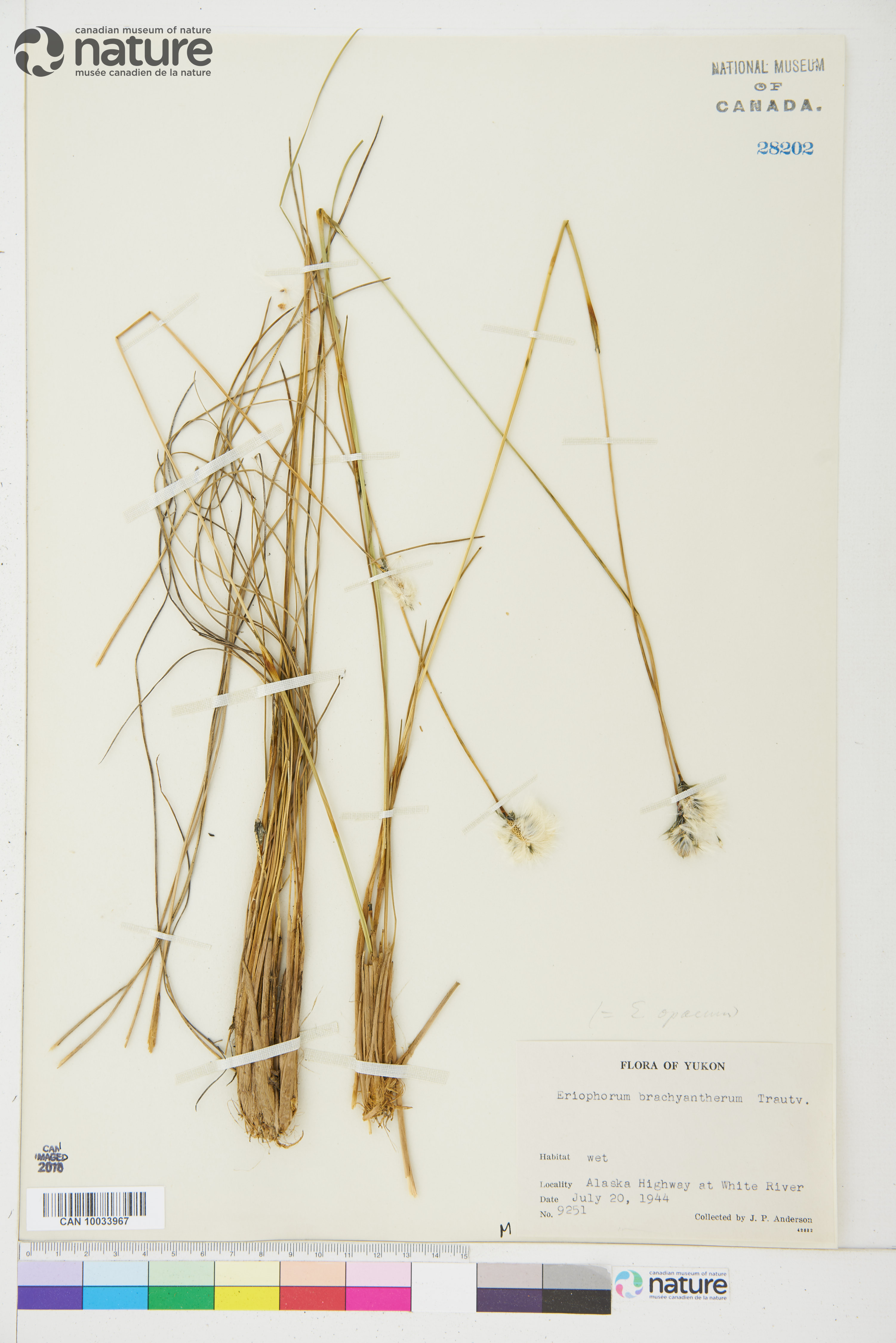 Eriophorum brachyantherum image