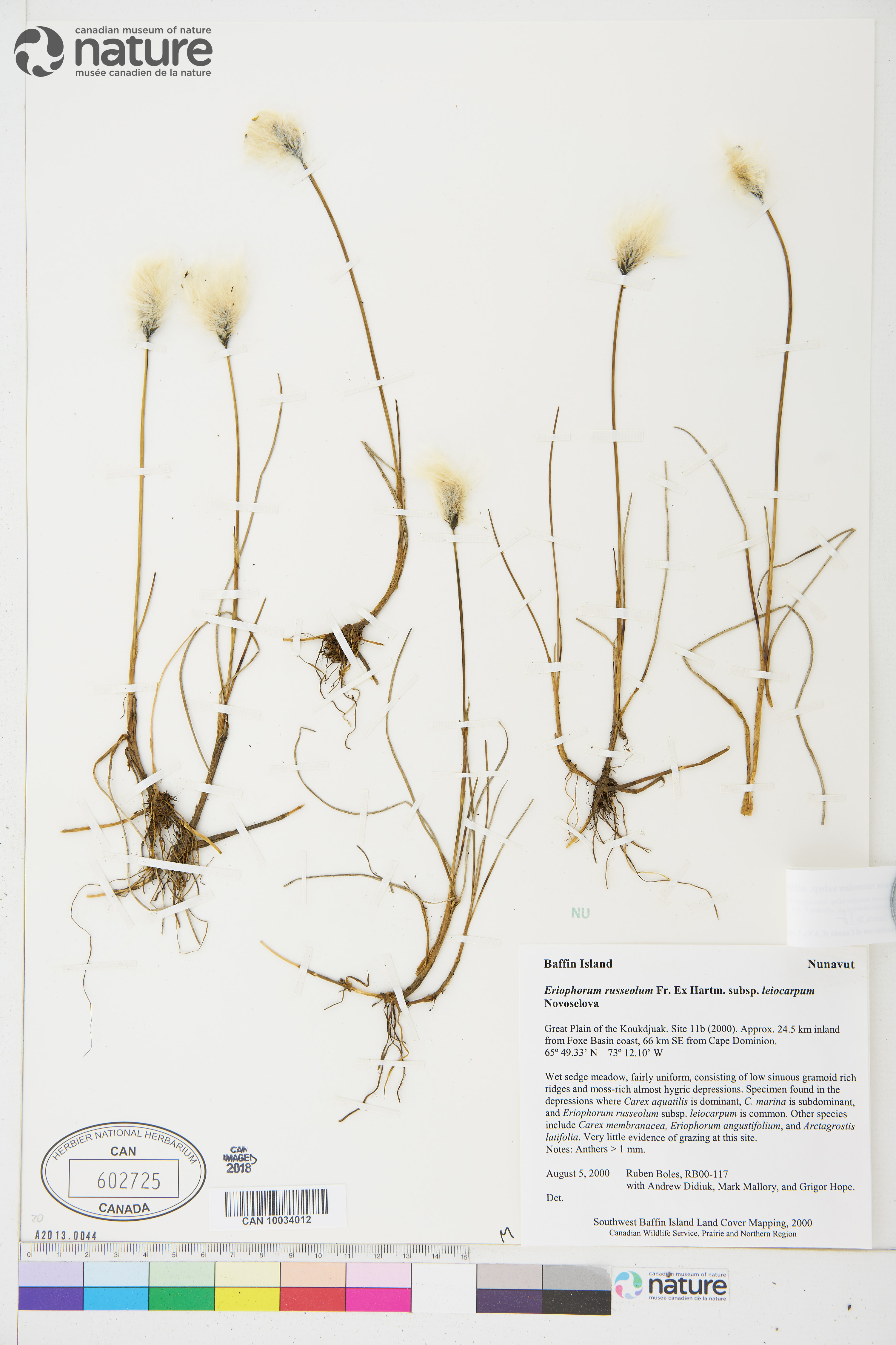 Eriophorum chamissonis image