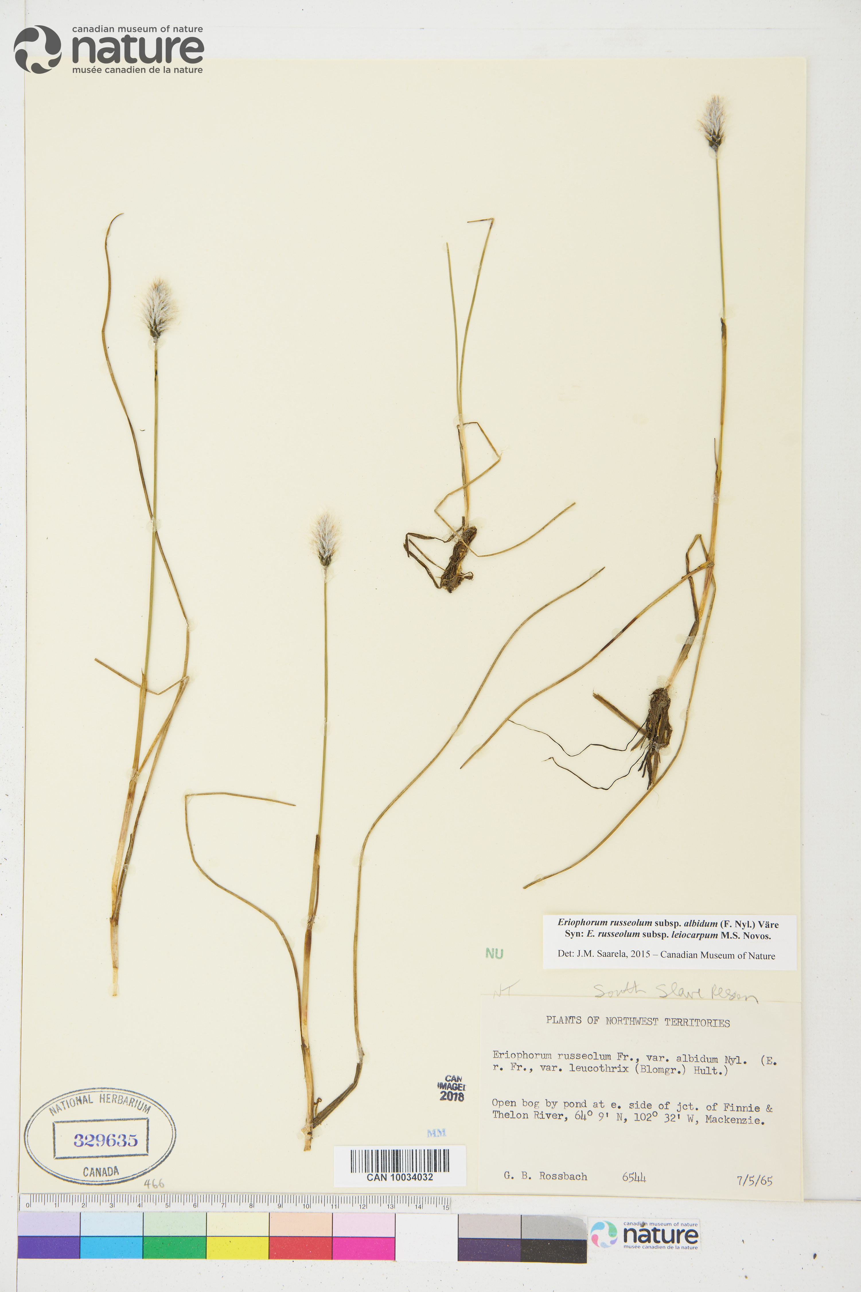 Eriophorum chamissonis image