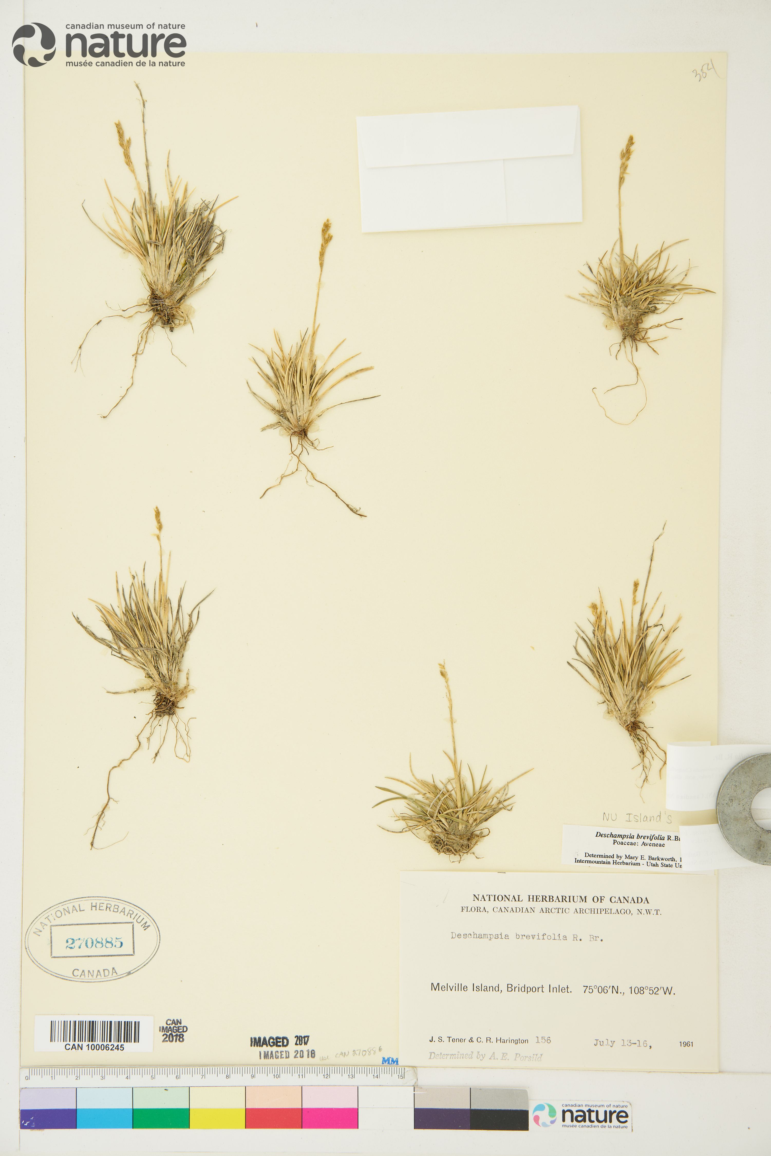 Deschampsia brevifolia image