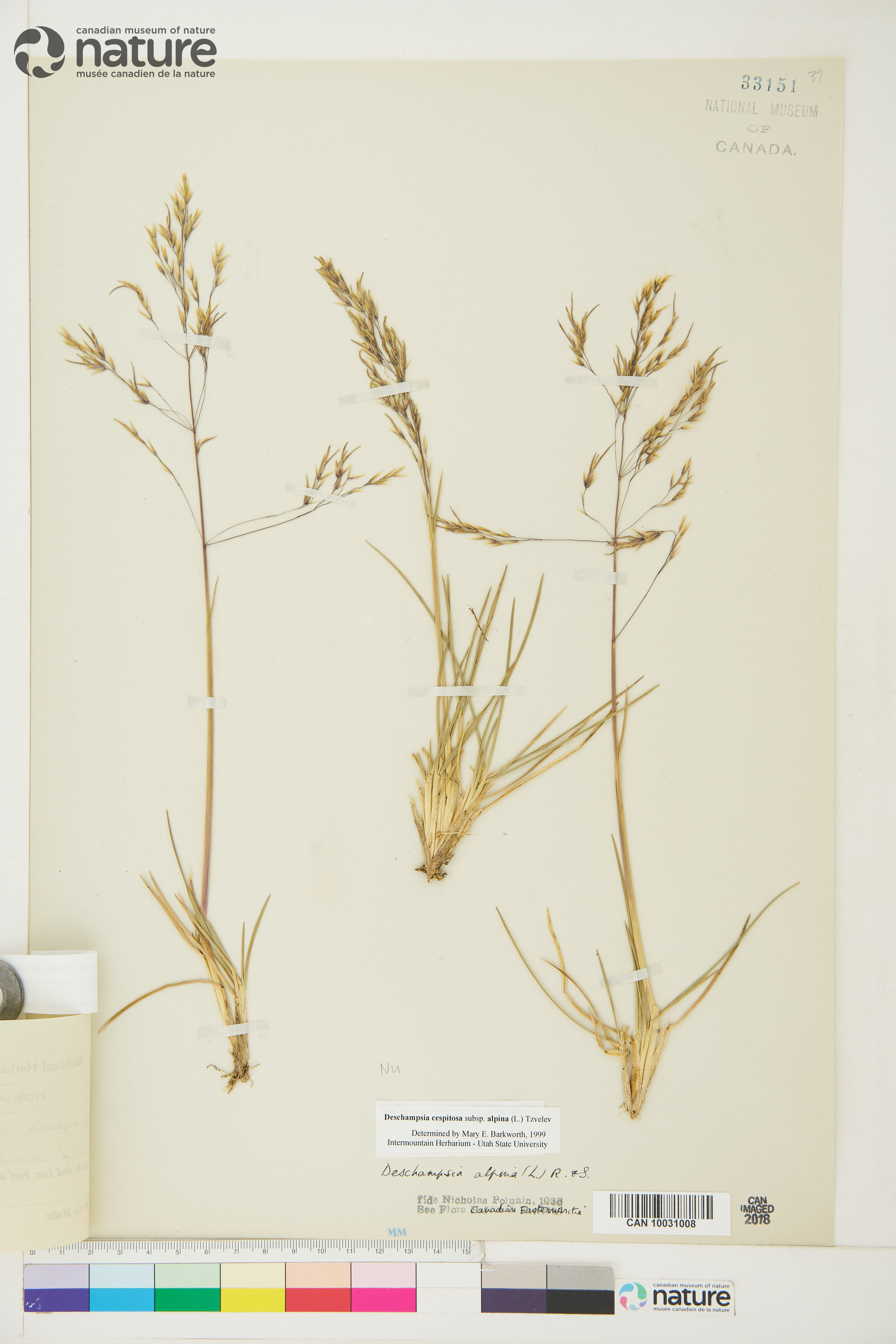 Deschampsia alpina image