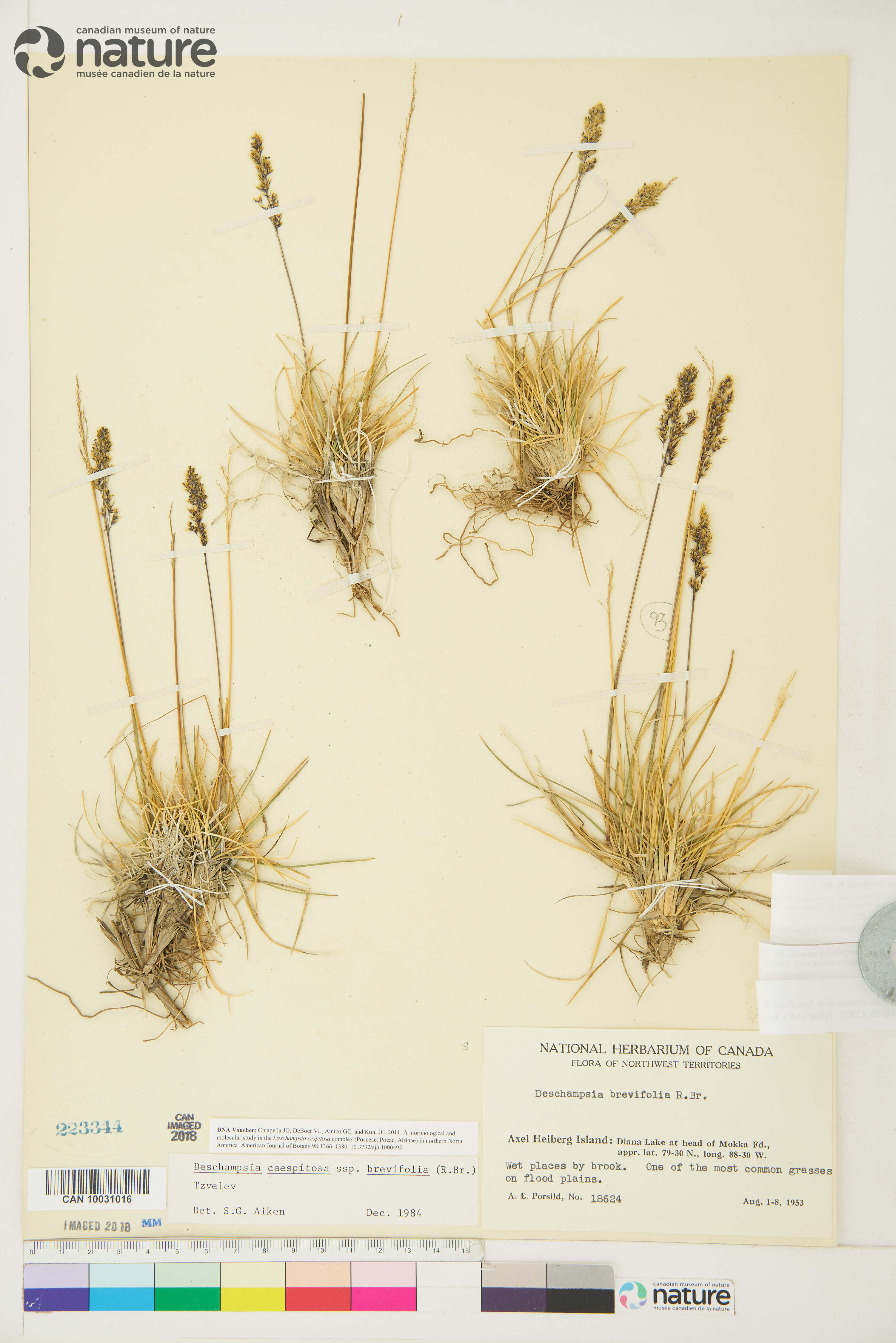 Deschampsia brevifolia image