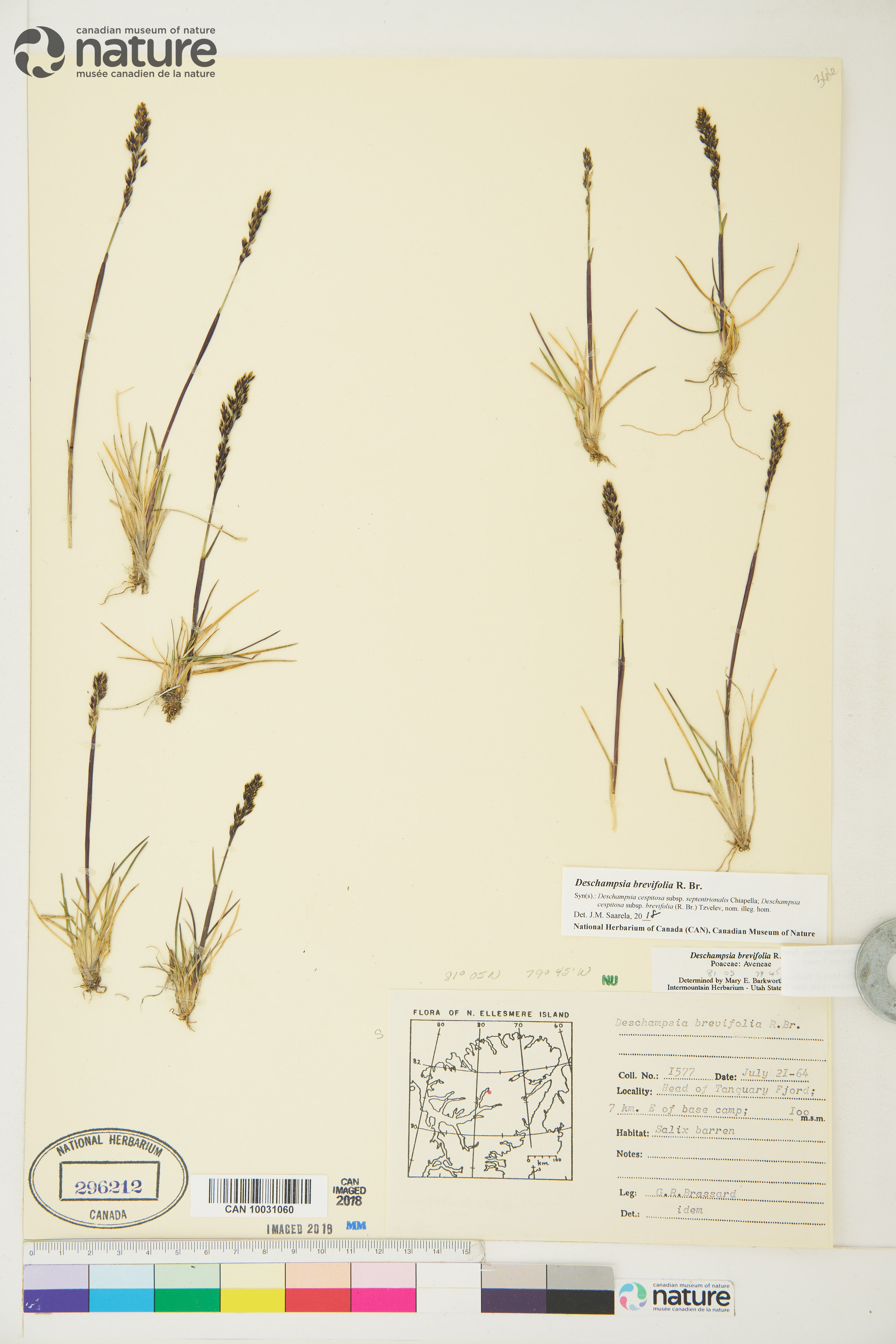 Deschampsia brevifolia image