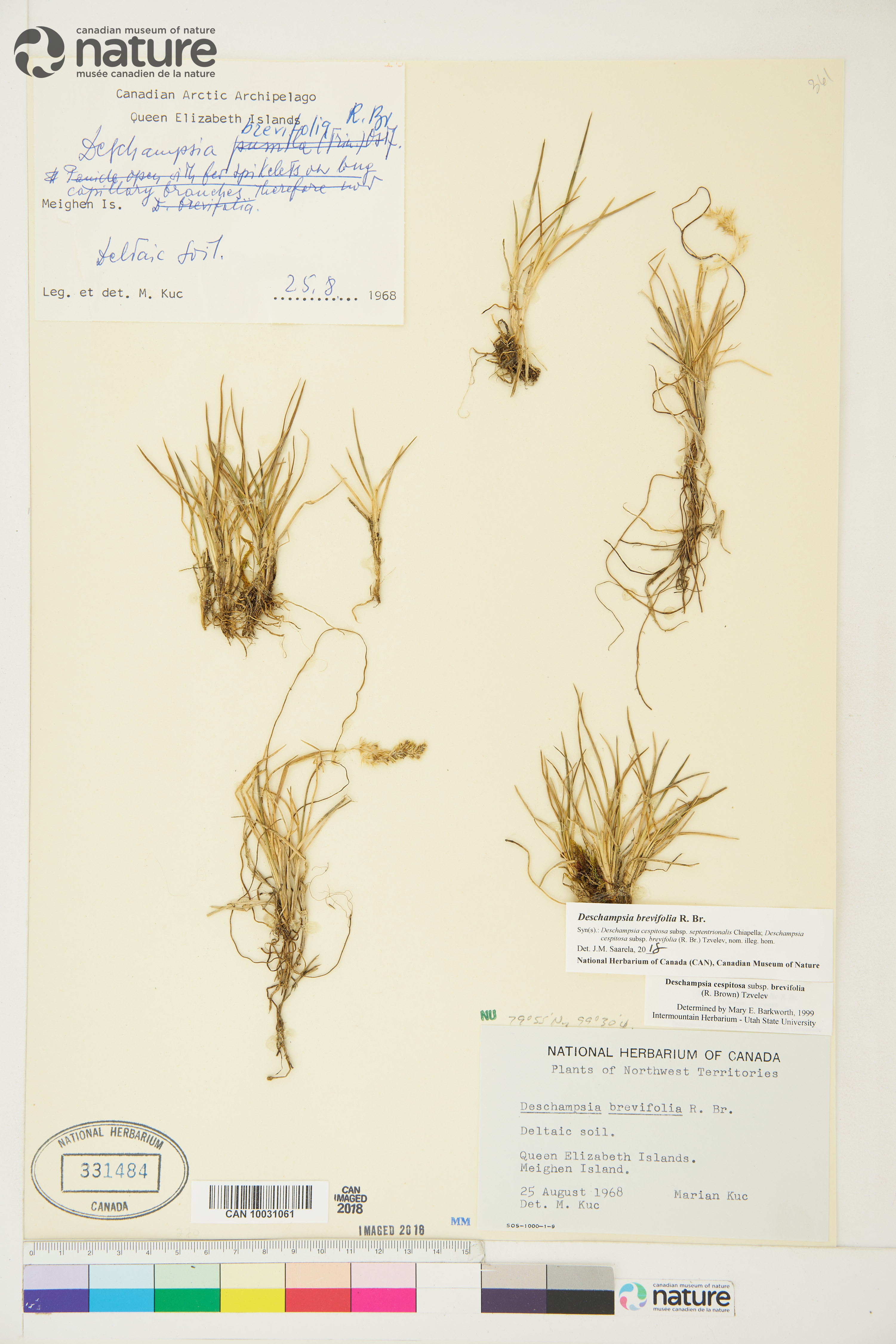 Deschampsia brevifolia image