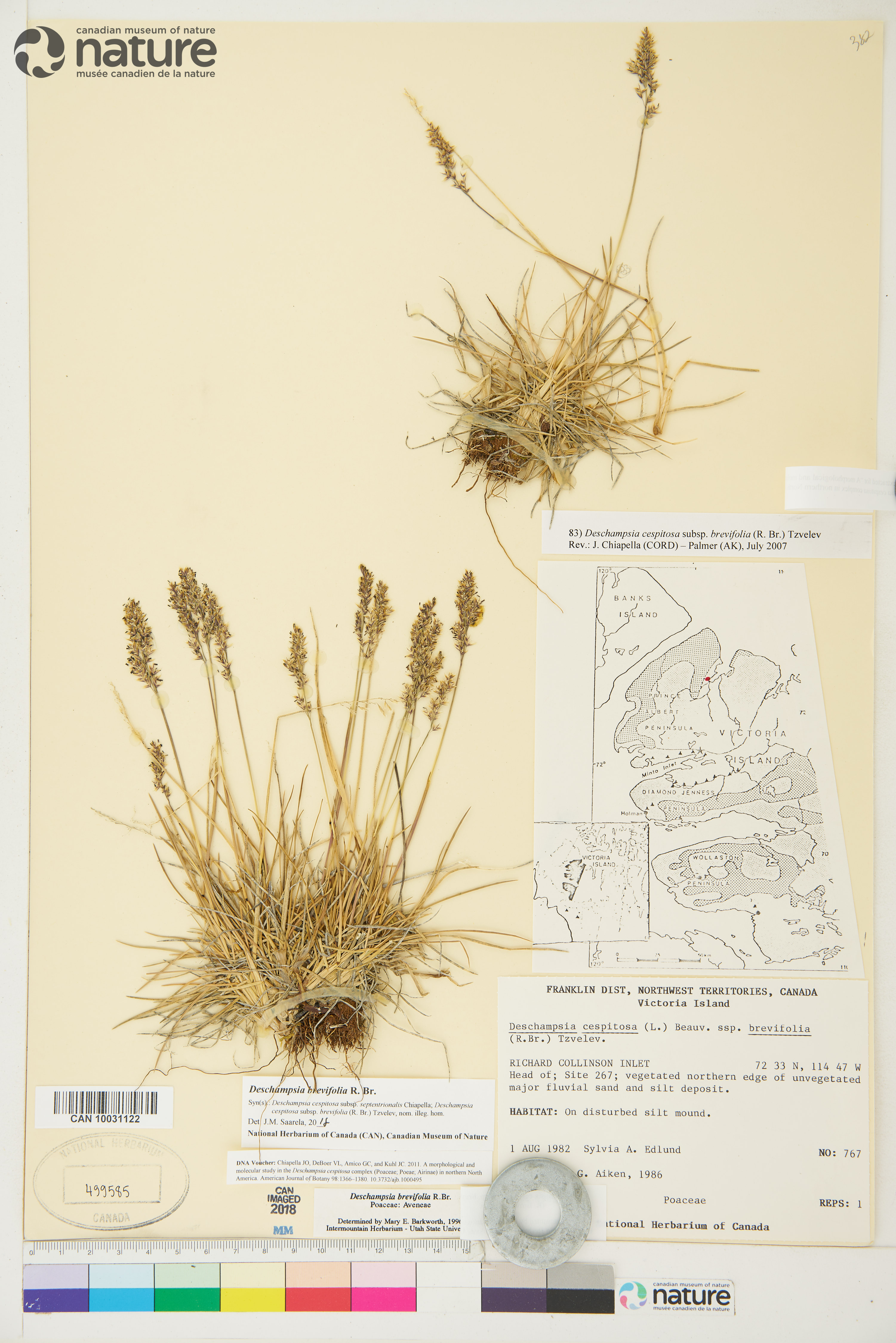 Deschampsia brevifolia image