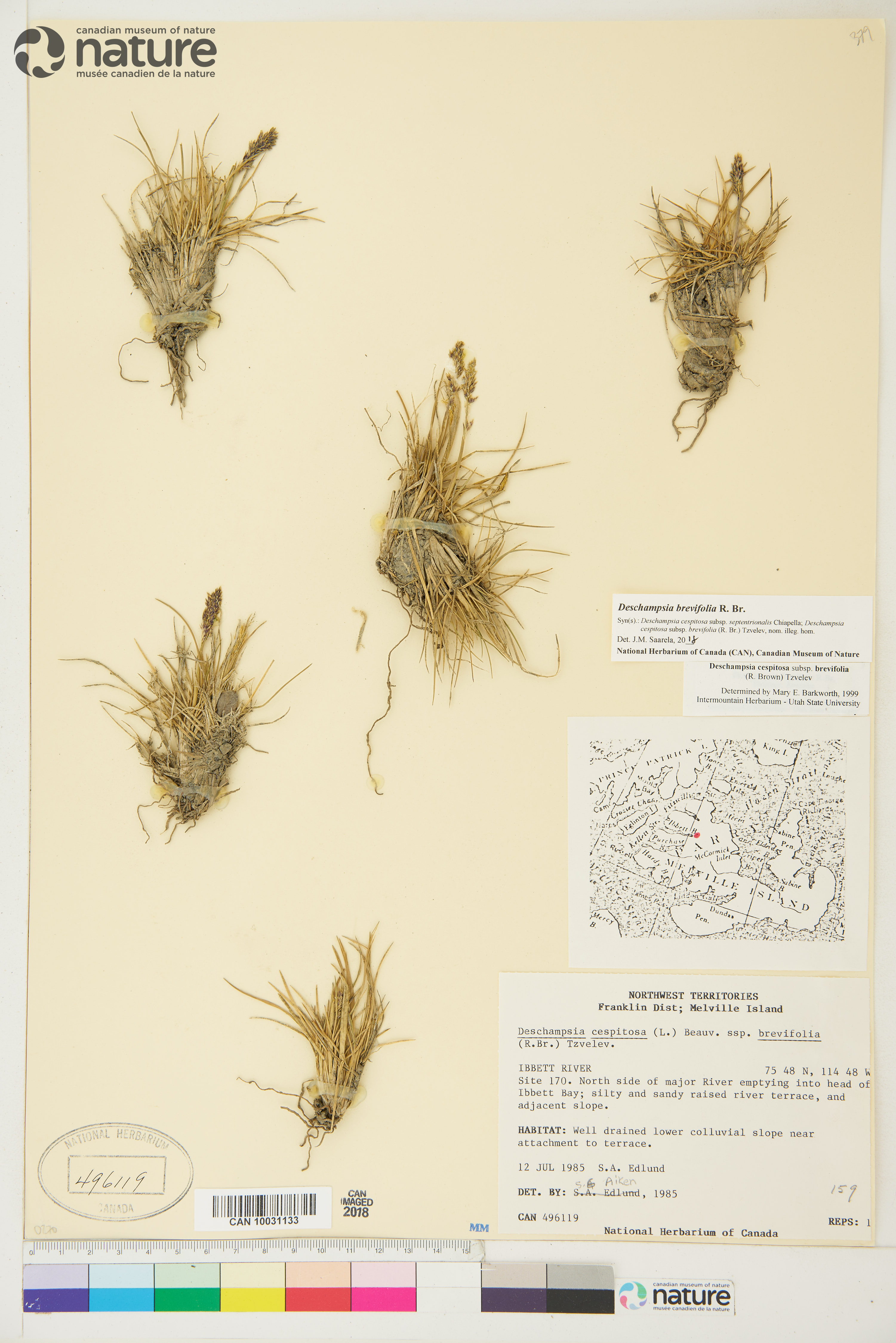 Deschampsia brevifolia image
