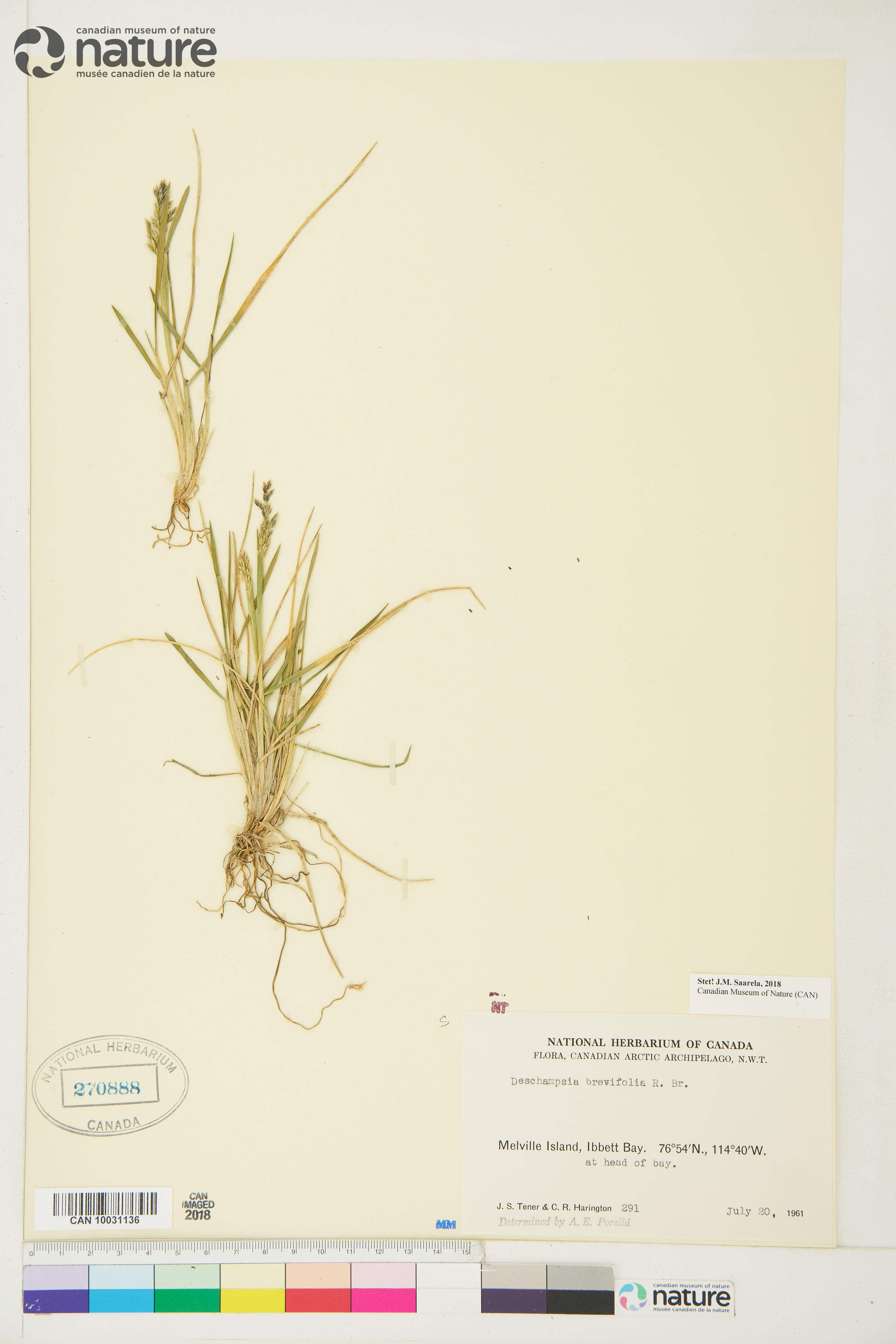 Deschampsia brevifolia image