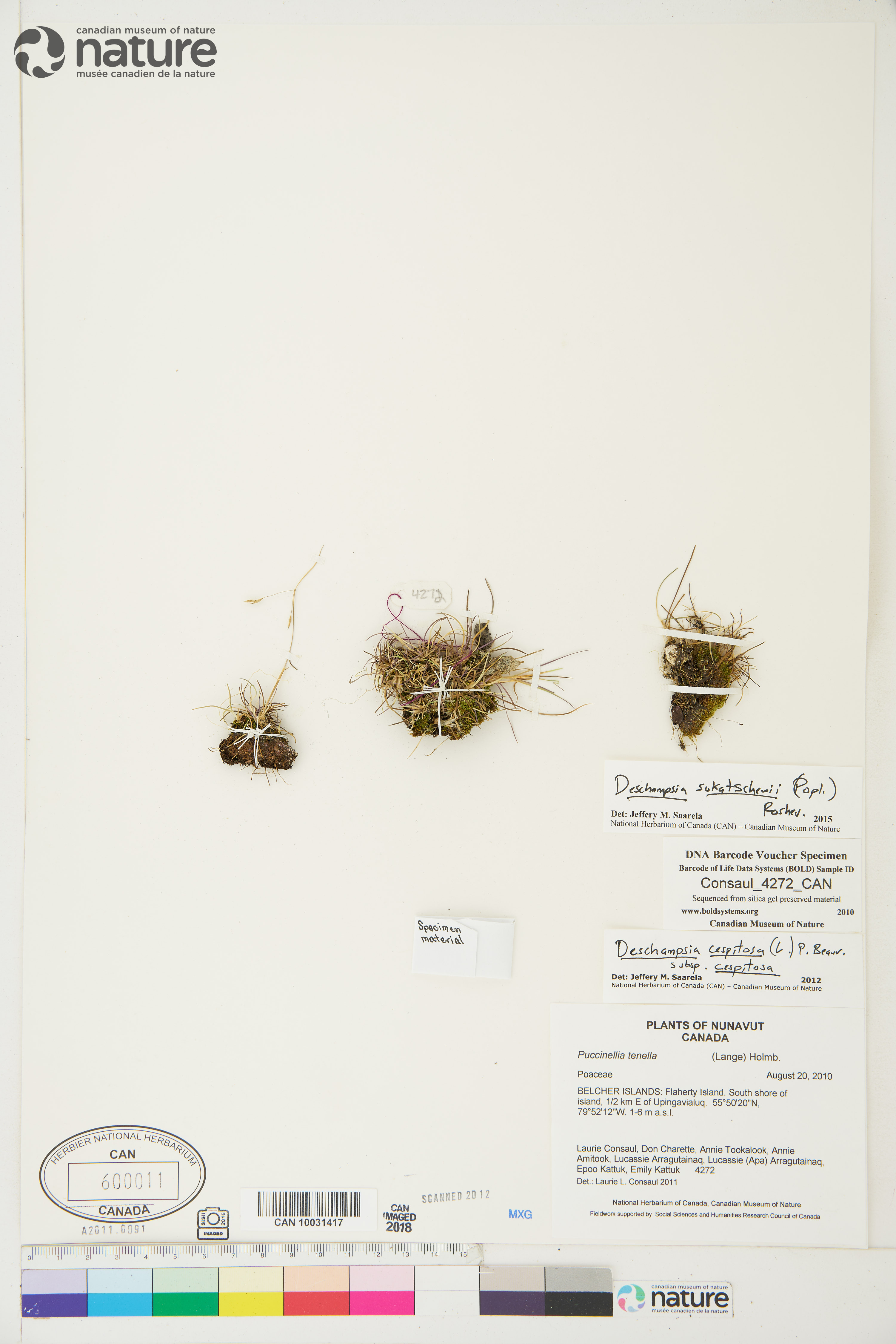 Deschampsia sukatschewii image