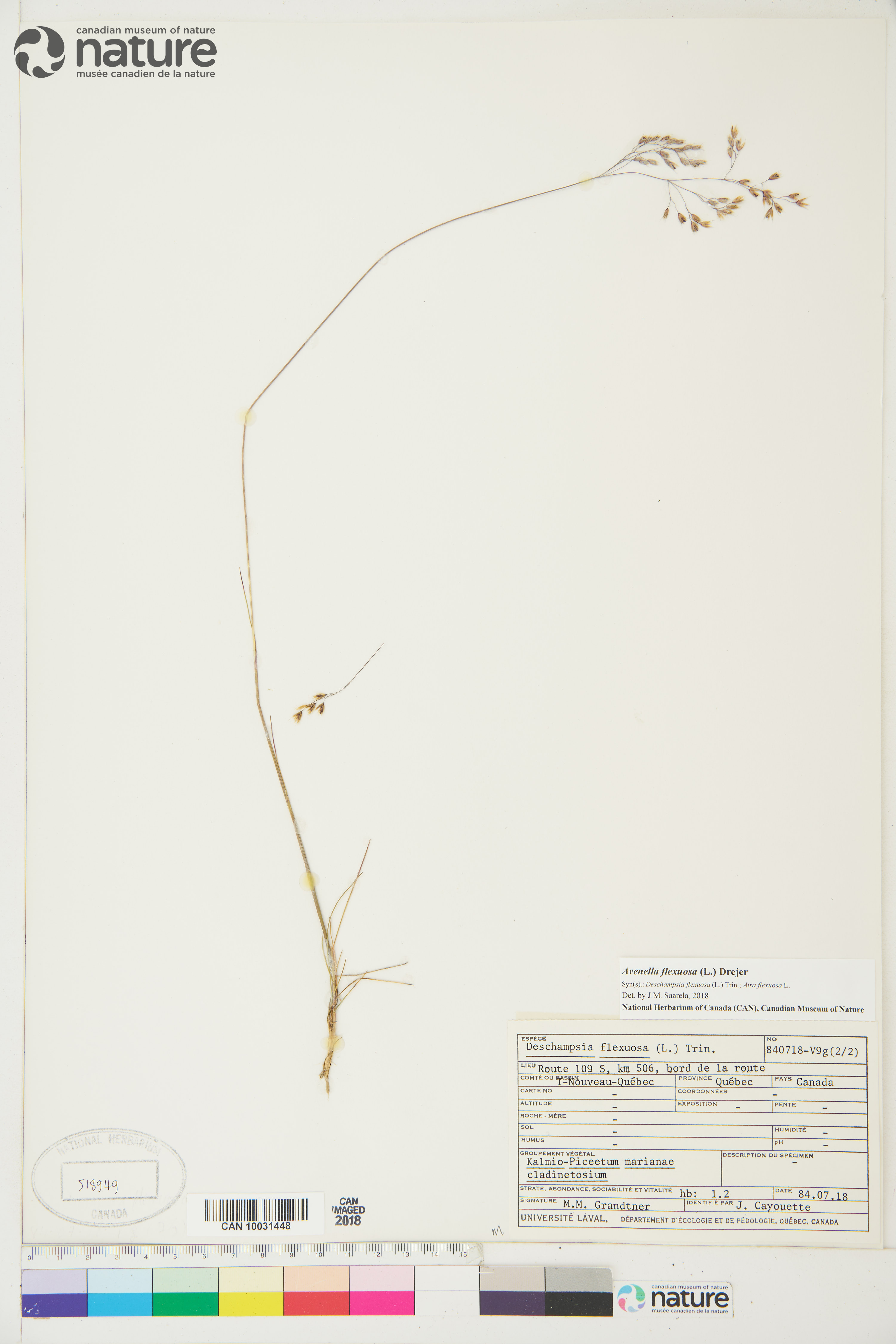 Avenella flexuosa image
