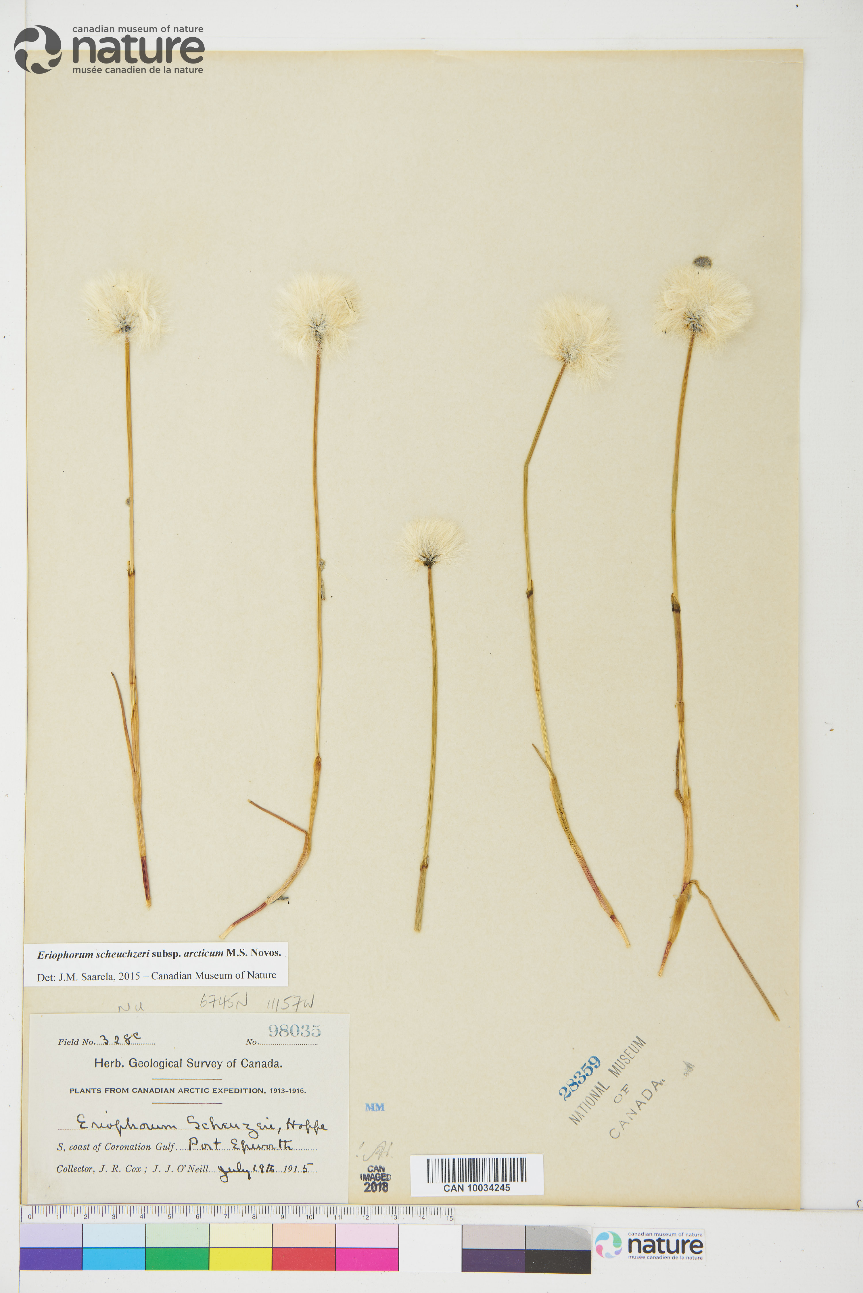 Eriophorum scheuchzeri image