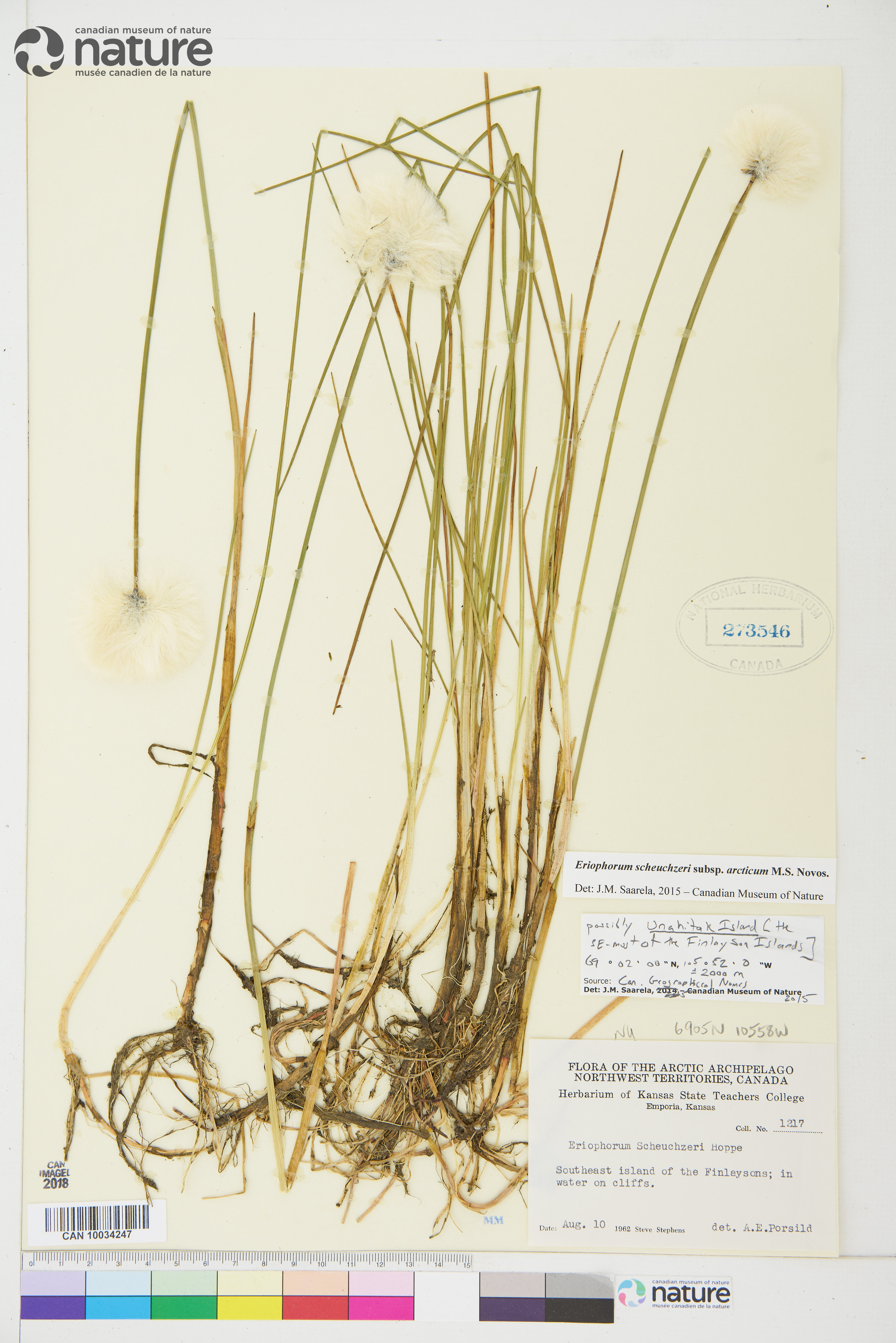 Eriophorum scheuchzeri subsp. arcticum image