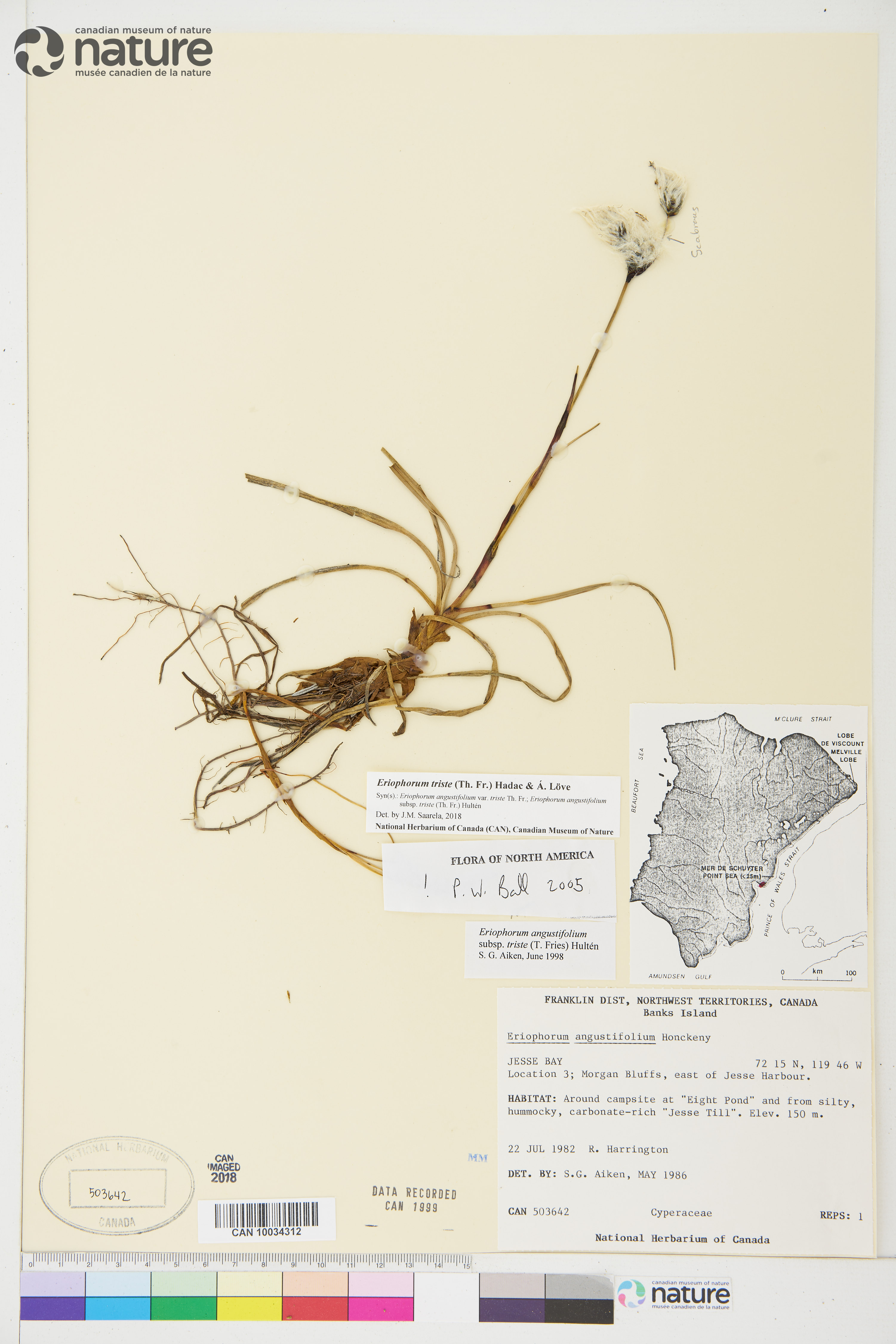 Eriophorum triste image