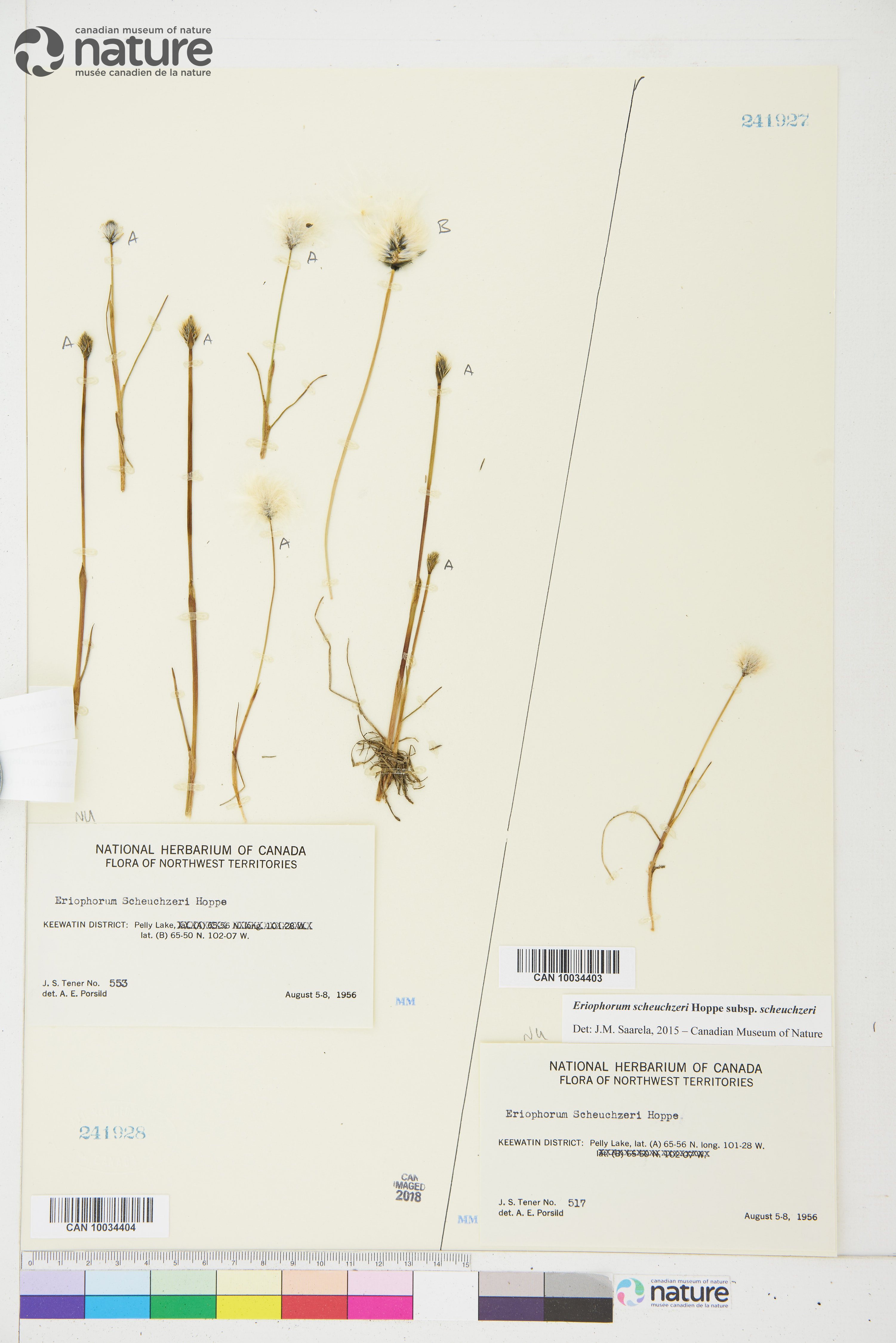 Eriophorum scheuchzeri subsp. scheuchzeri image