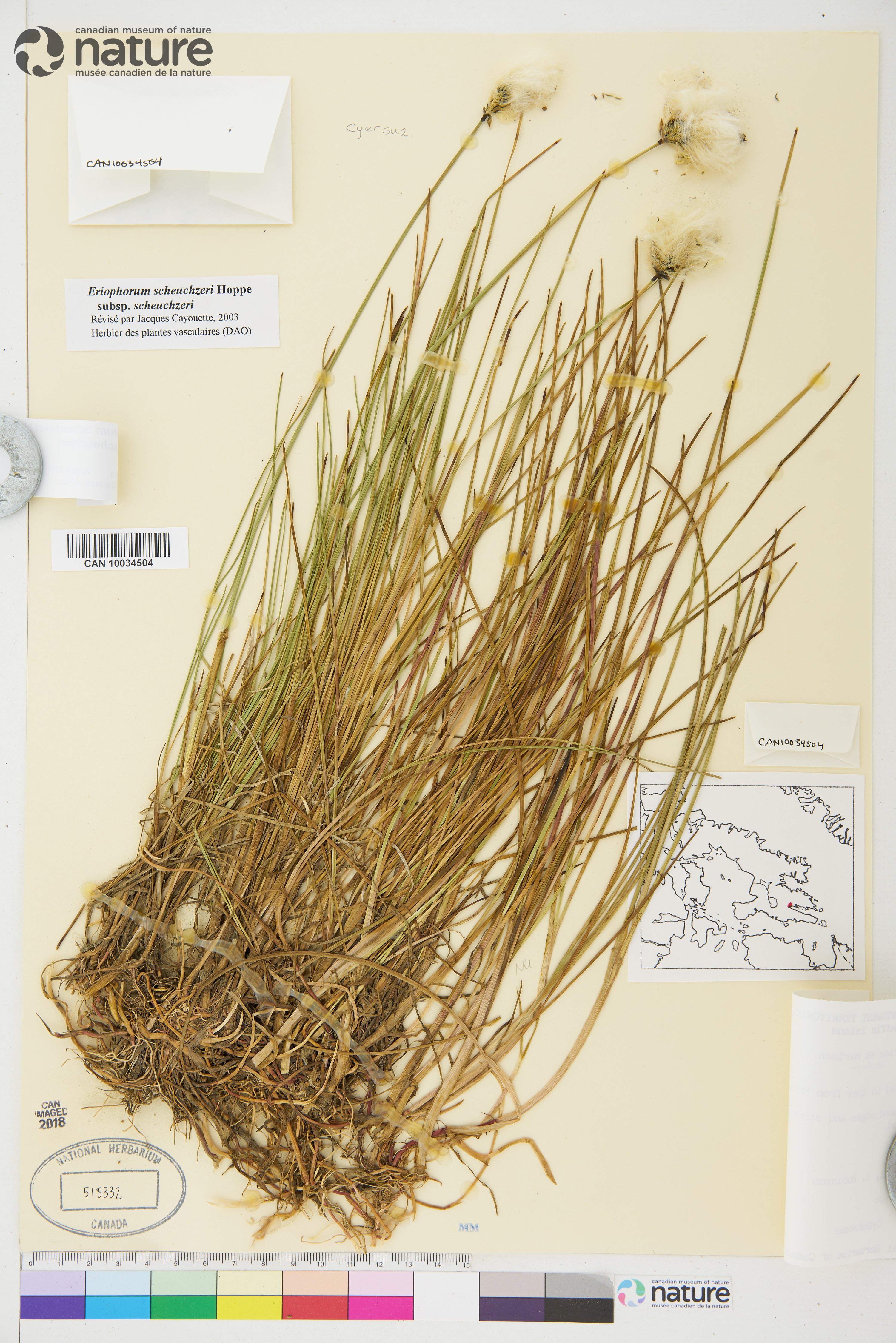 Eriophorum scheuchzeri subsp. scheuchzeri image