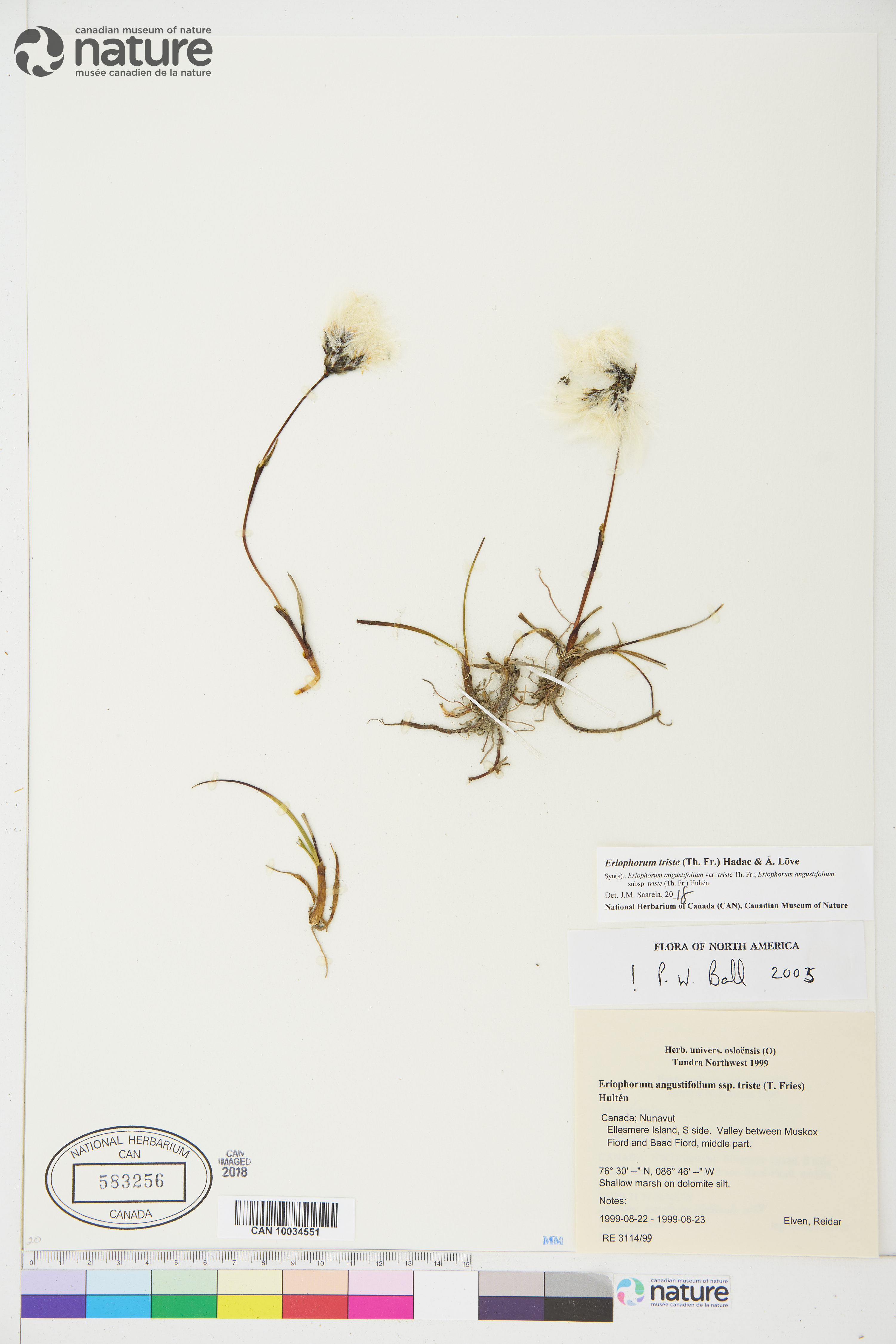 Eriophorum triste image