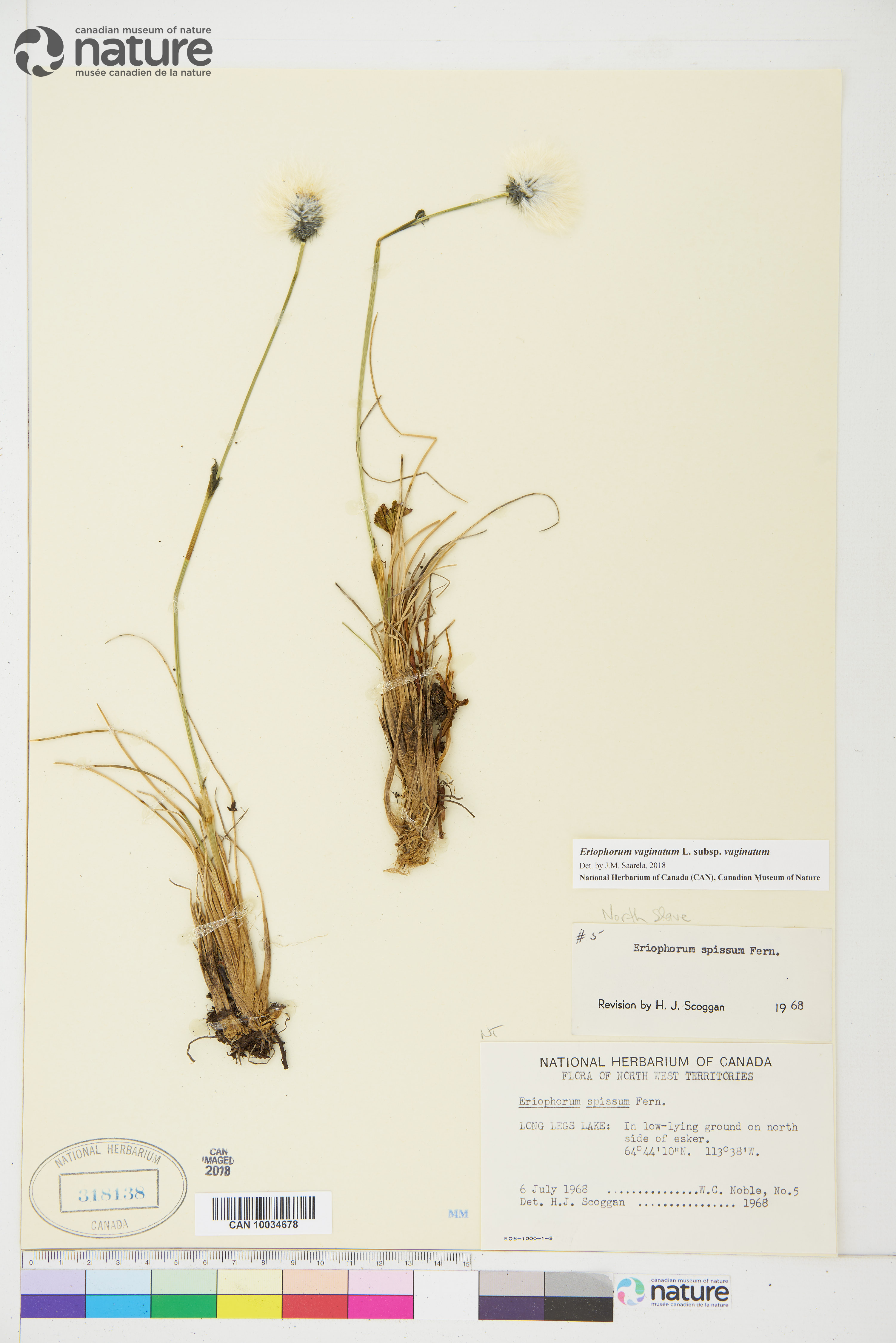 Eriophorum vaginatum subsp. vaginatum image
