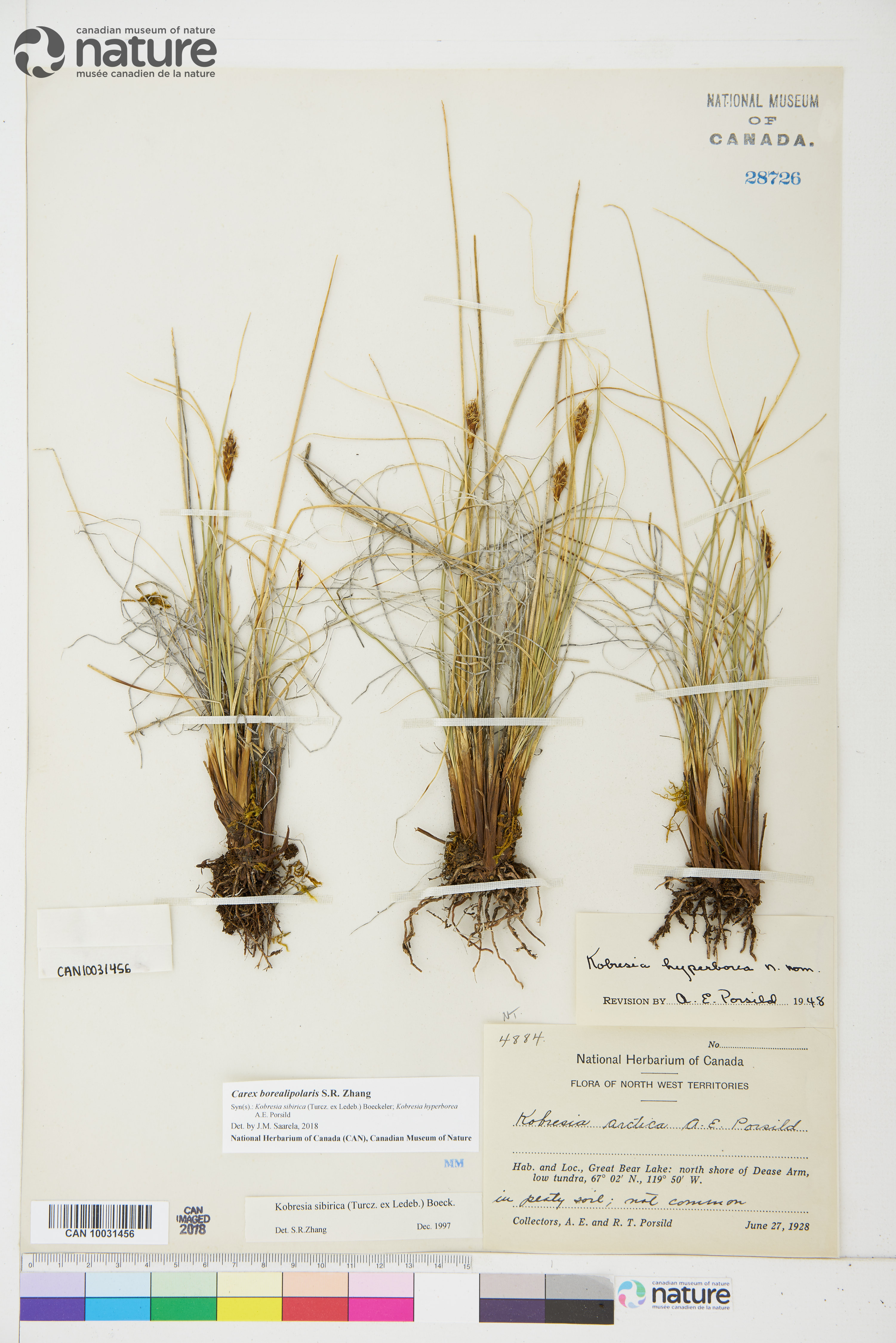 Carex borealipolaris image