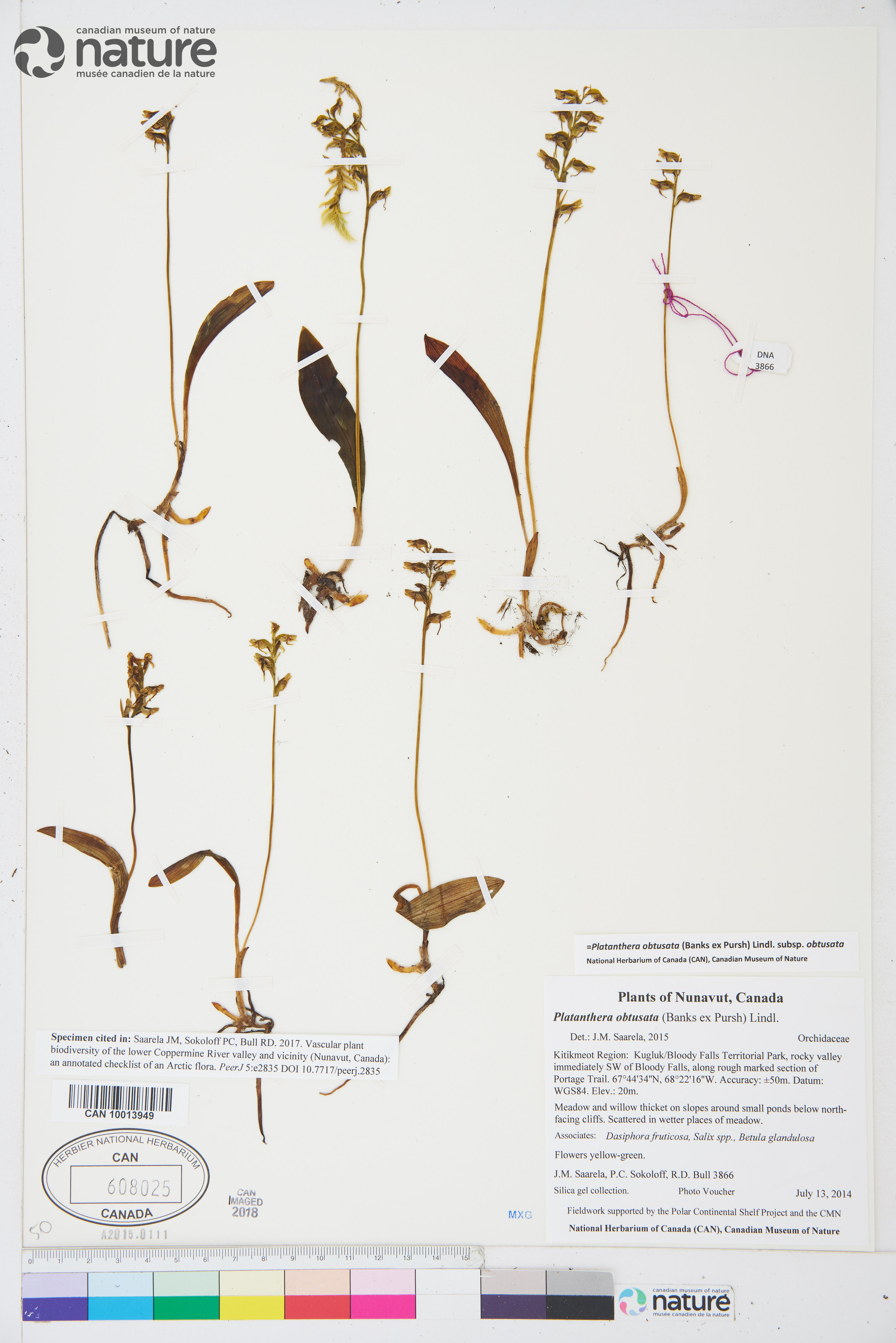 Platanthera obtusata subsp. obtusata image