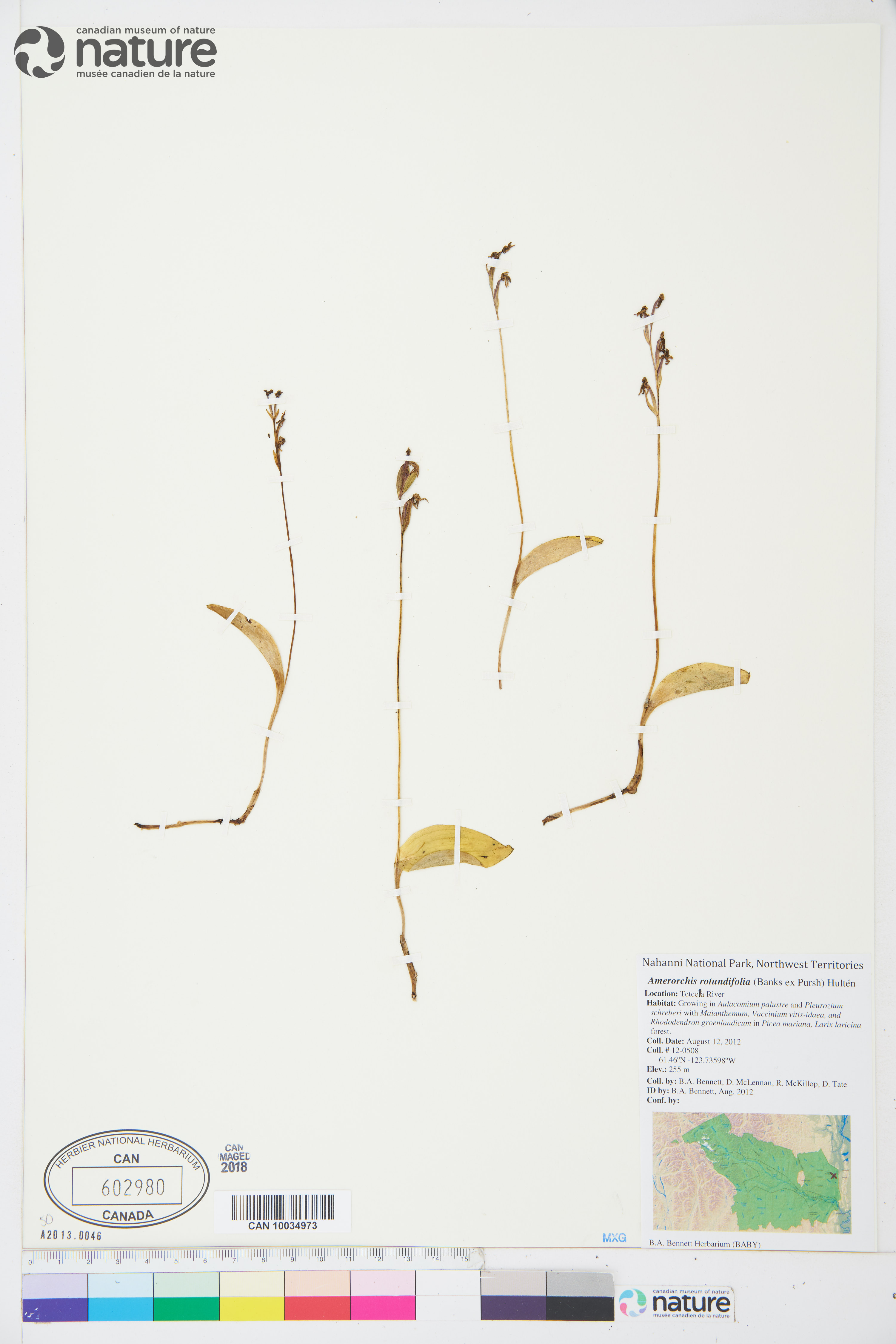 Galearis rotundifolia image