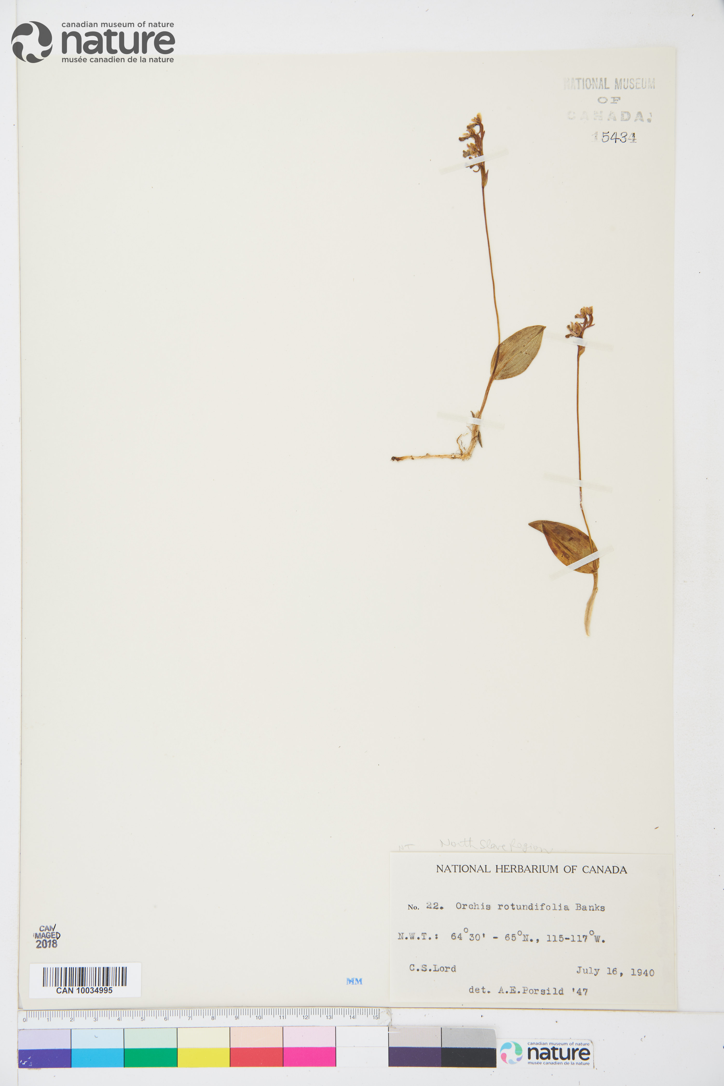 Galearis rotundifolia image