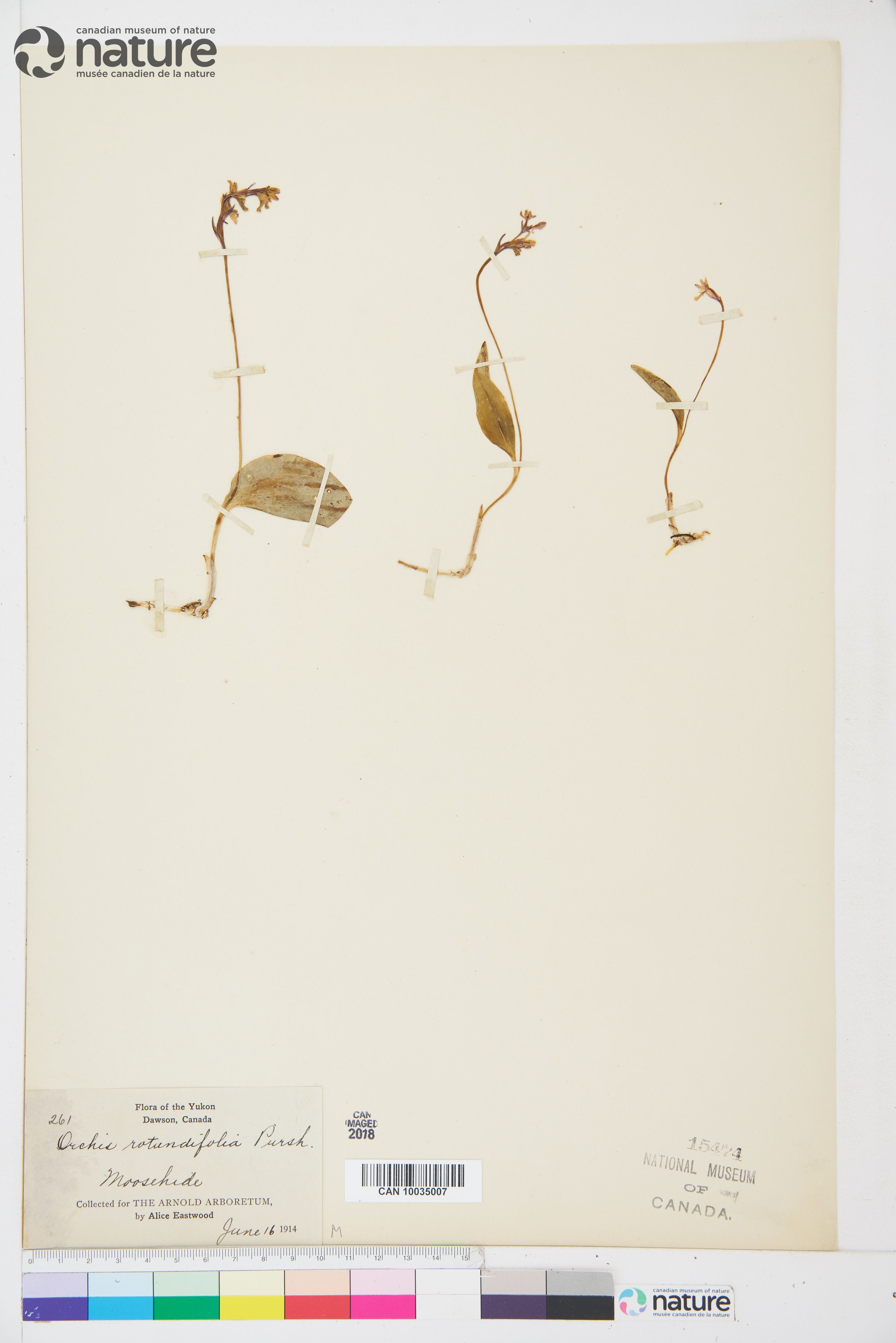Galearis rotundifolia image