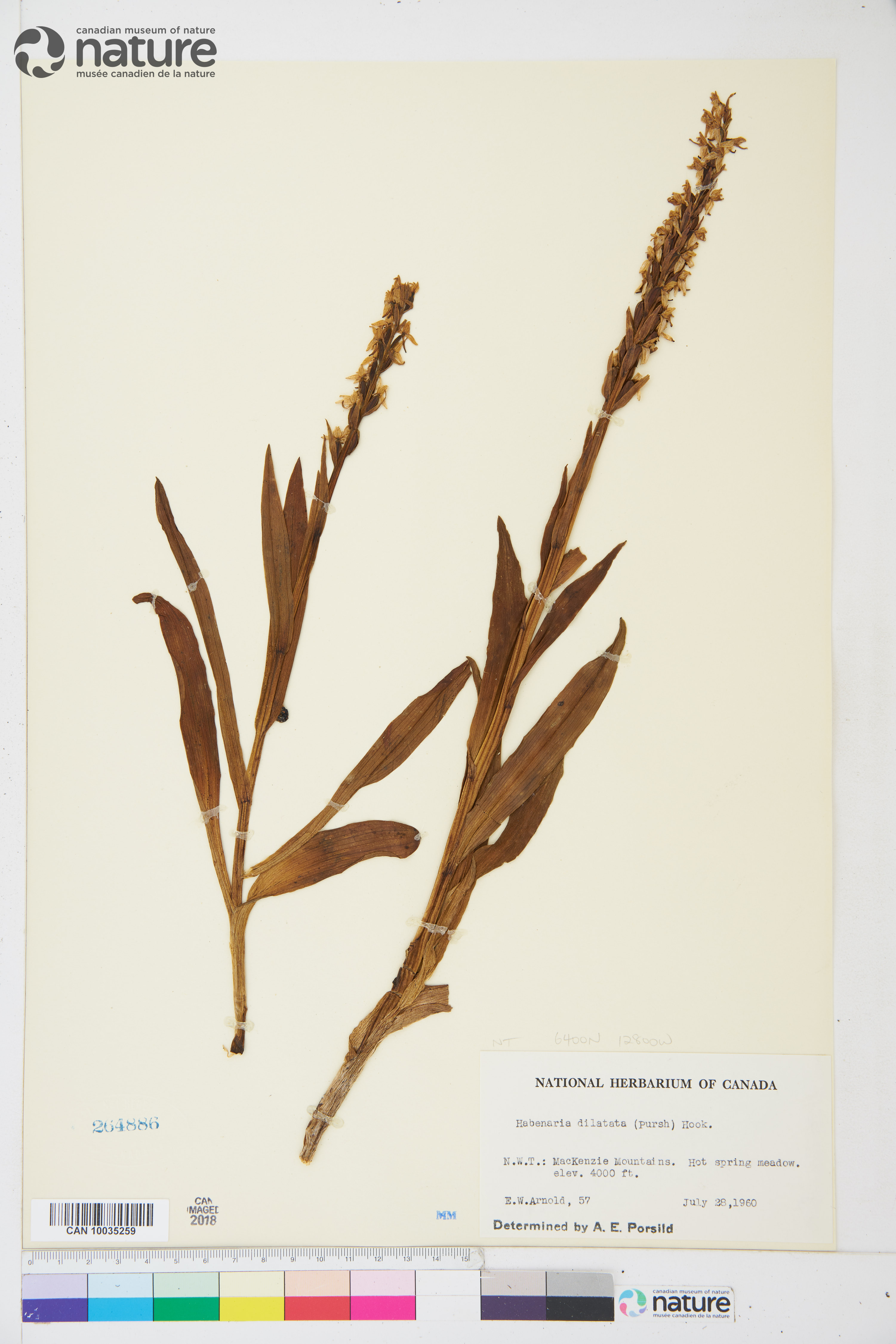 Platanthera dilatata var. dilatata image
