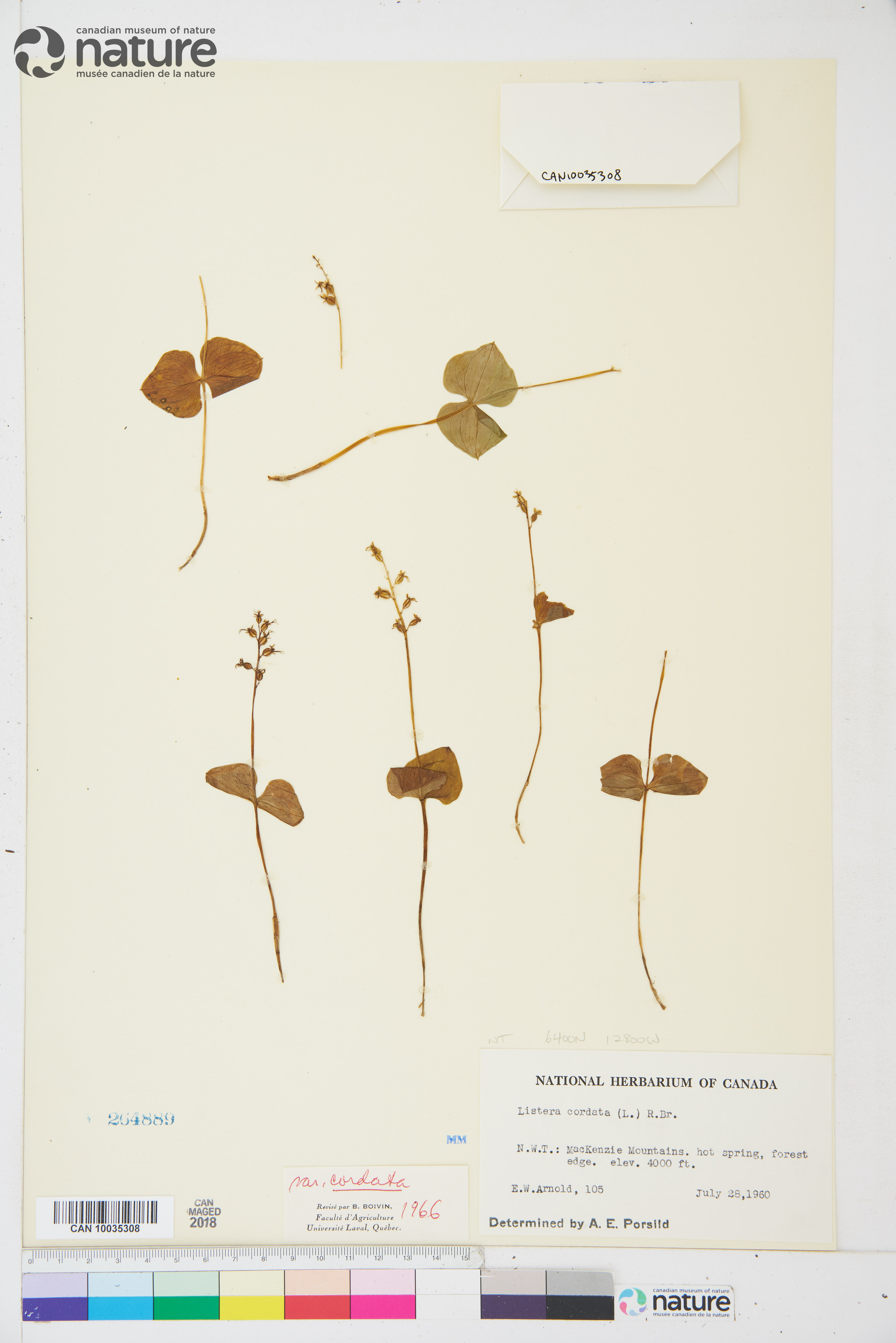 Listera cordata var. cordata image
