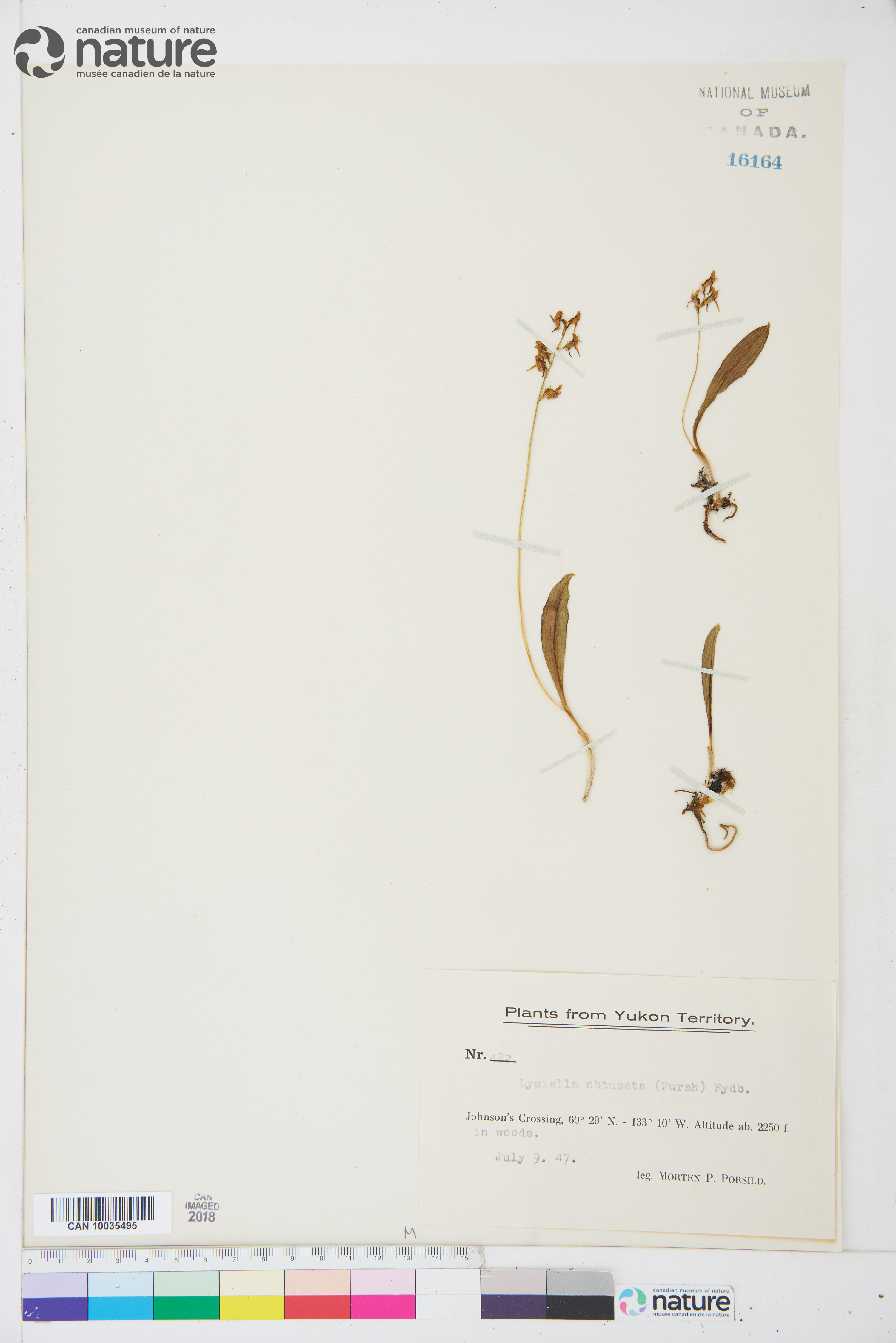 Platanthera obtusata image