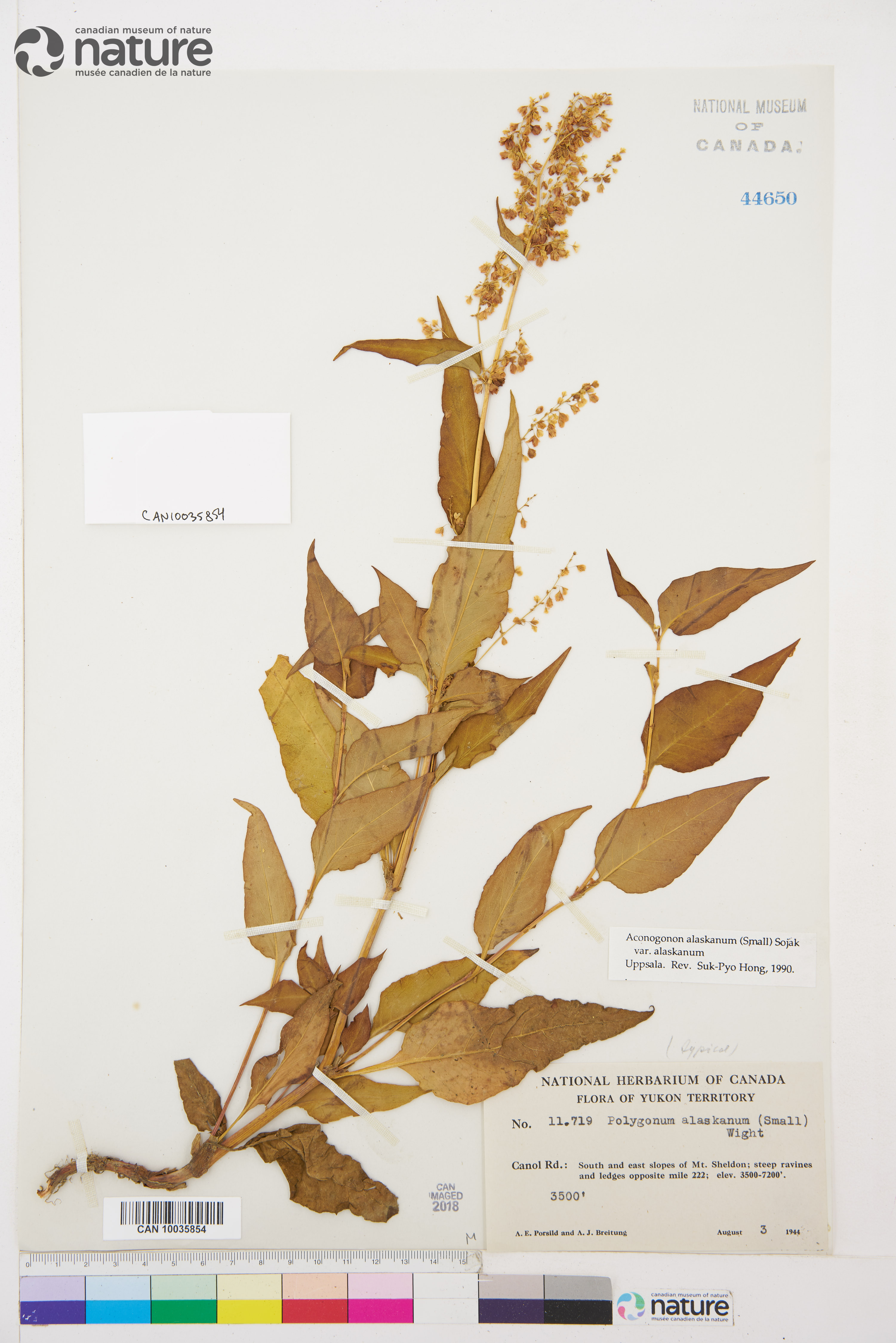 Aconogonon alaskanum image