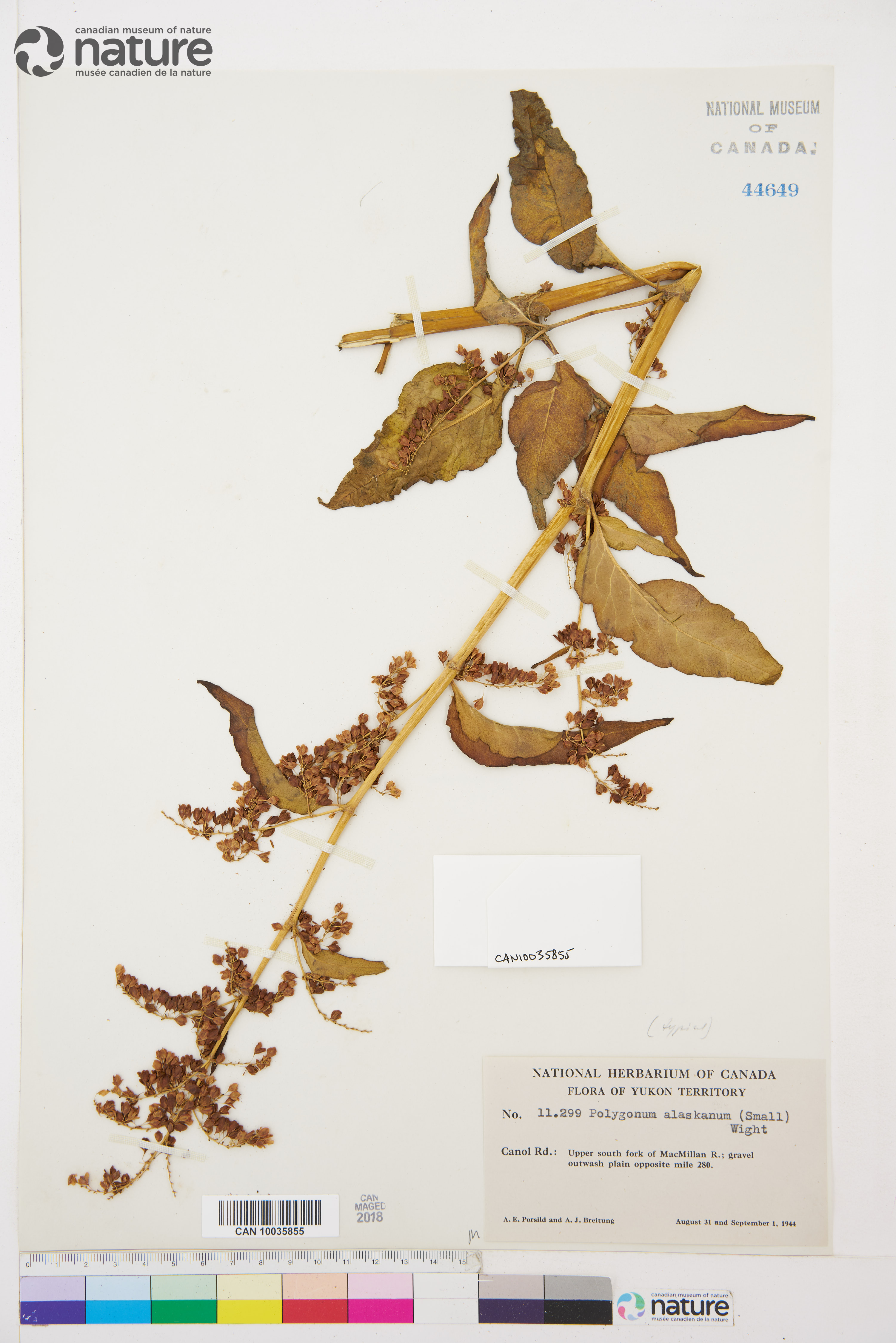 Polygonum alpinum image