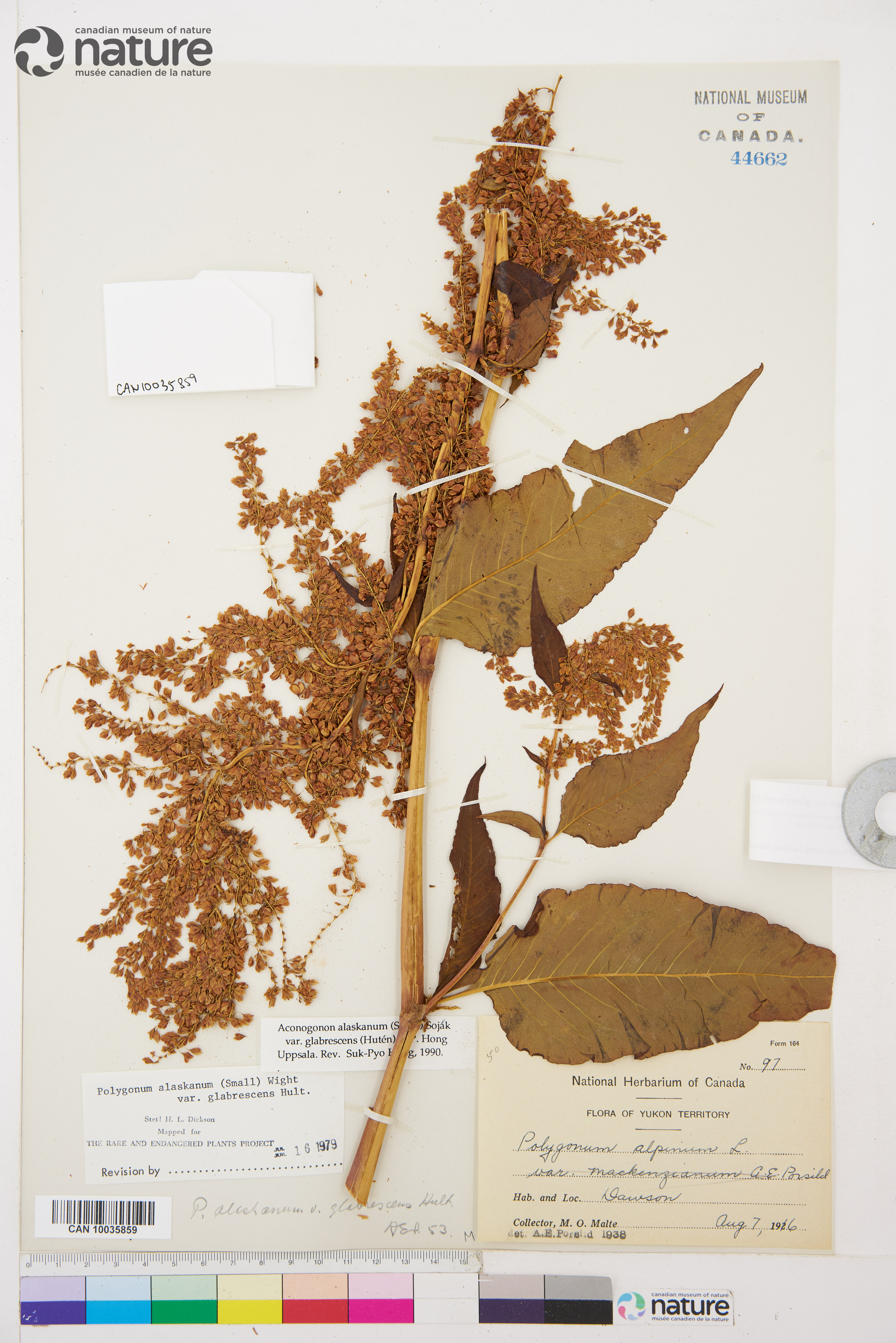 Aconogonon alaskanum var. glabrescens image
