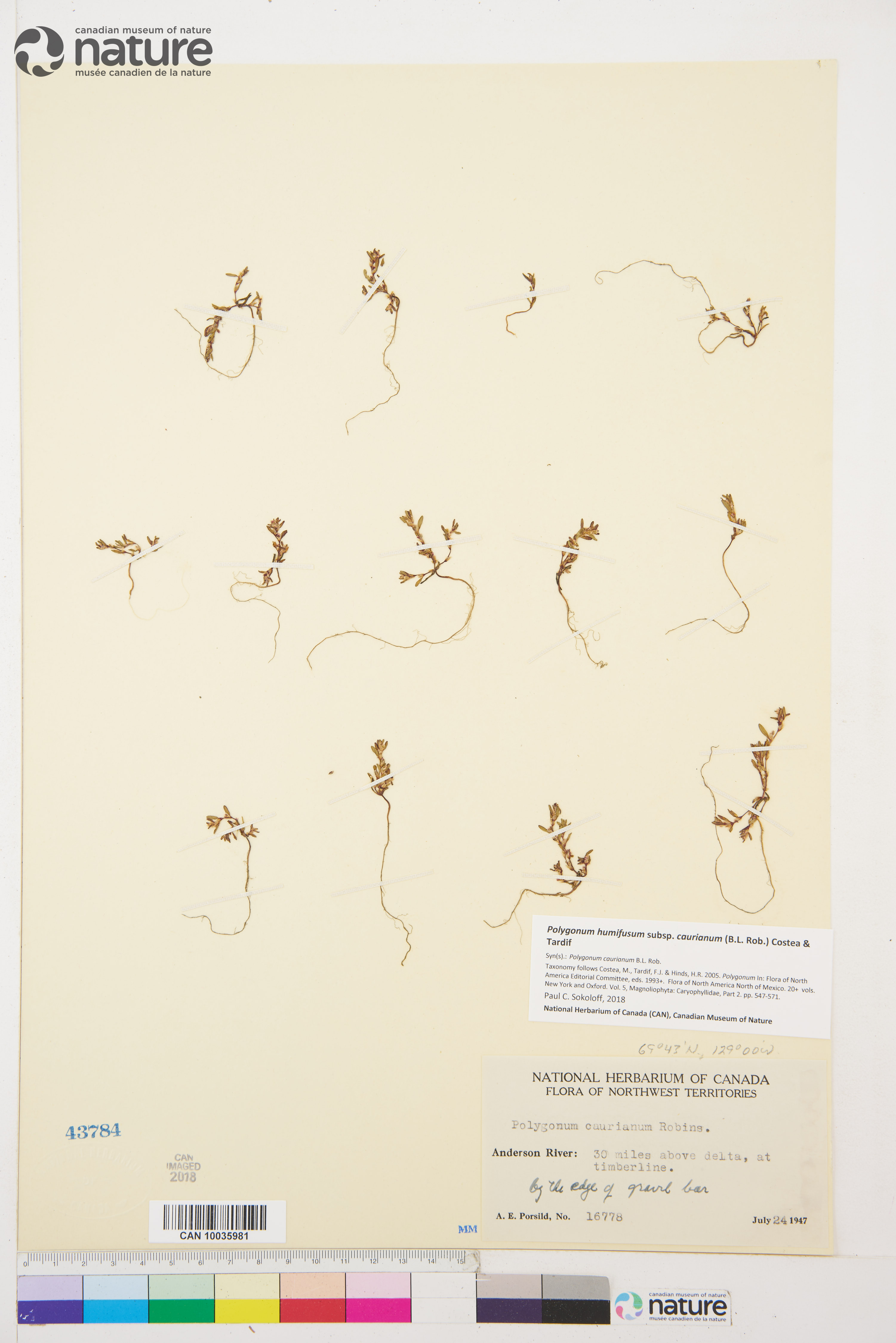 Polygonum humifusum subsp. caurianum image