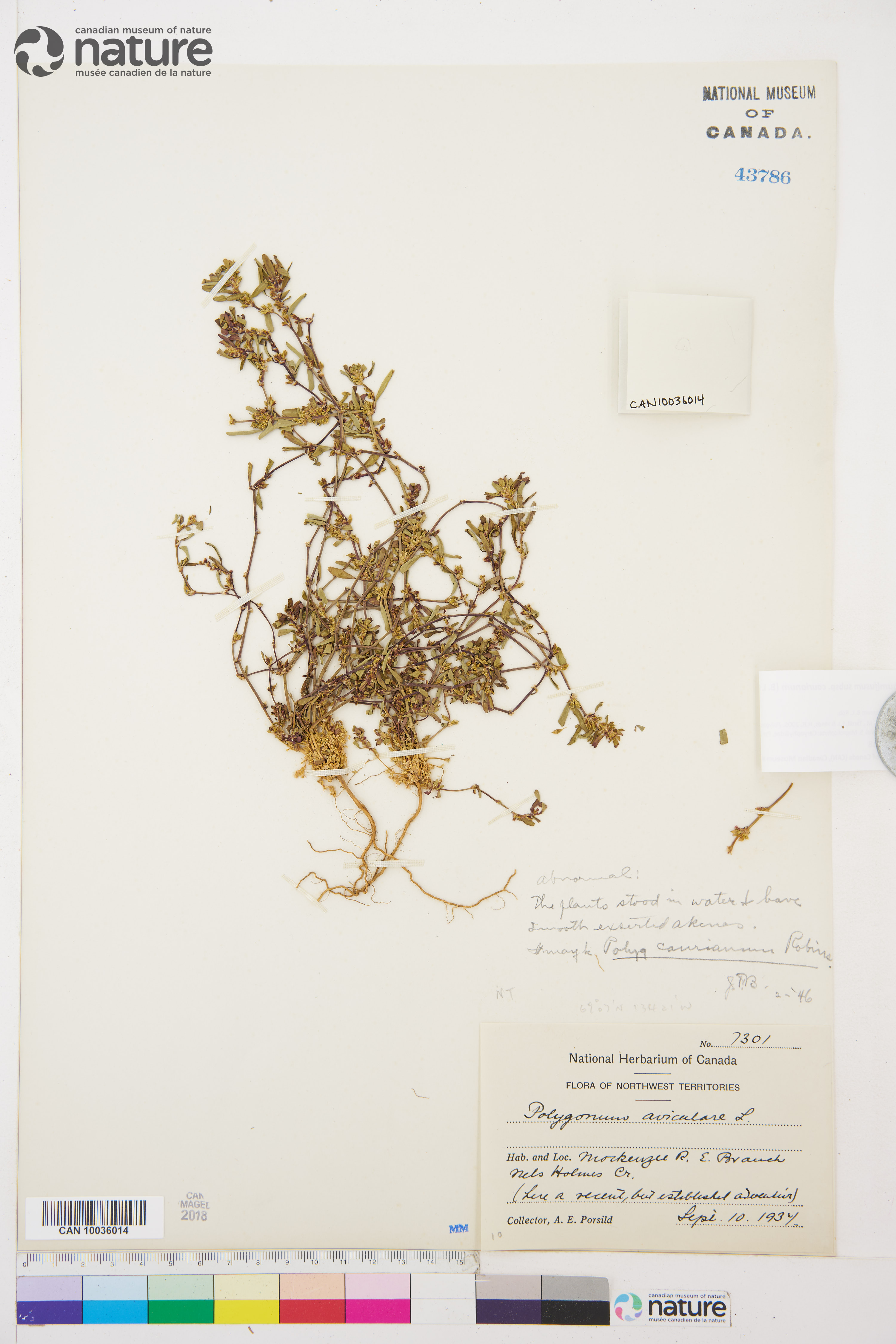Polygonum humifusum subsp. caurianum image